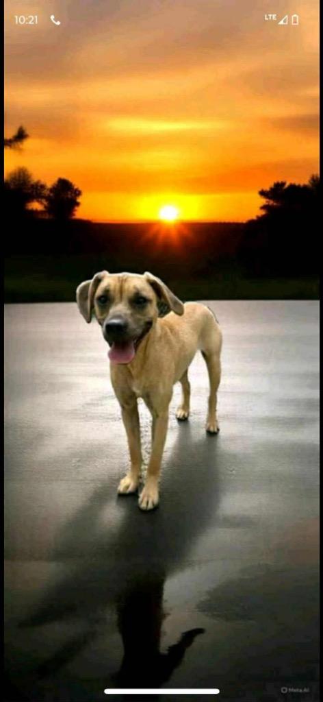Sunnie, Adoptable, Young Female Black Mouth Cur & Hound.