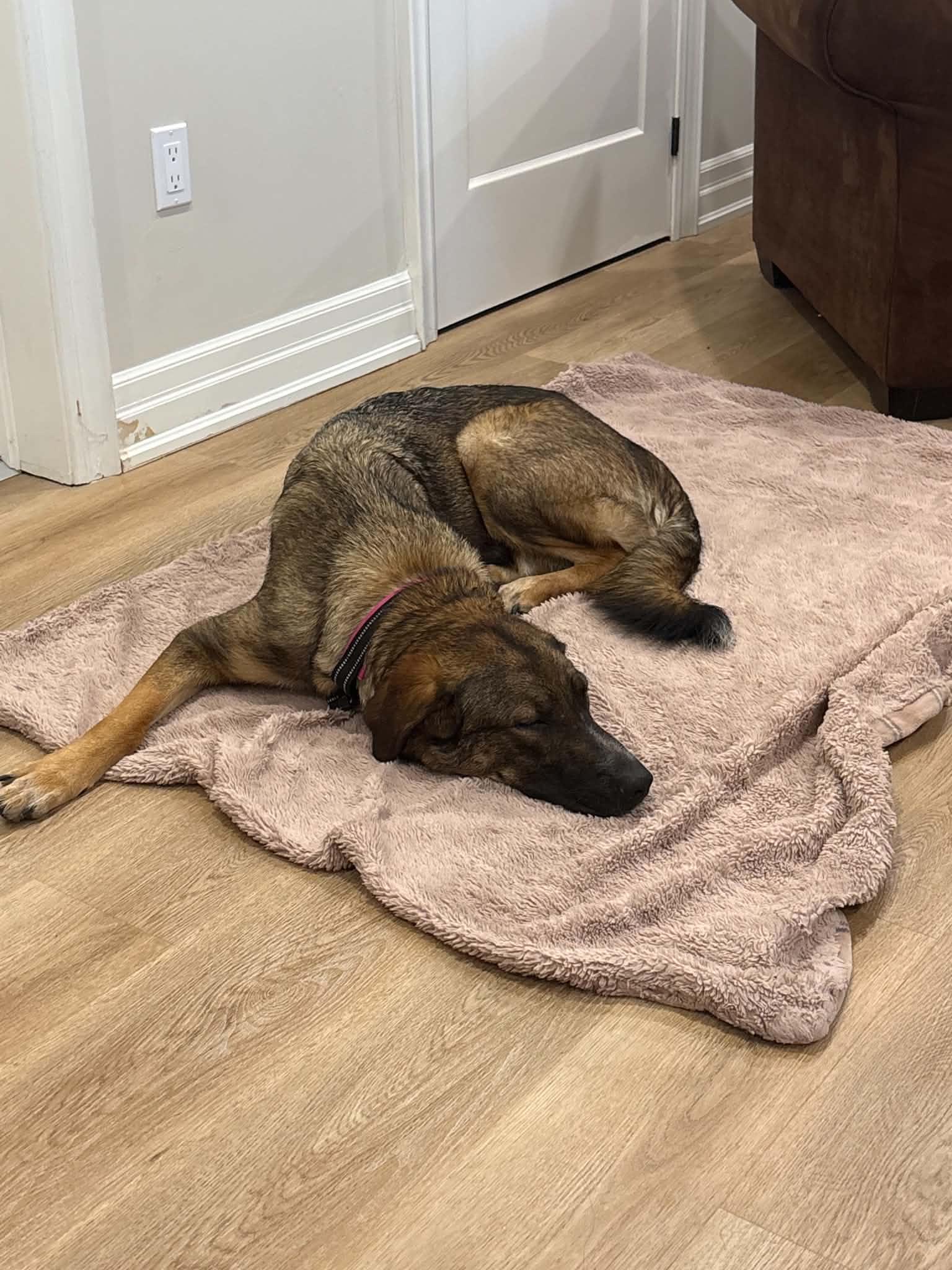 Enlarge Milachi, a Adopted mixed breed in Toronto, ON image 6/6
