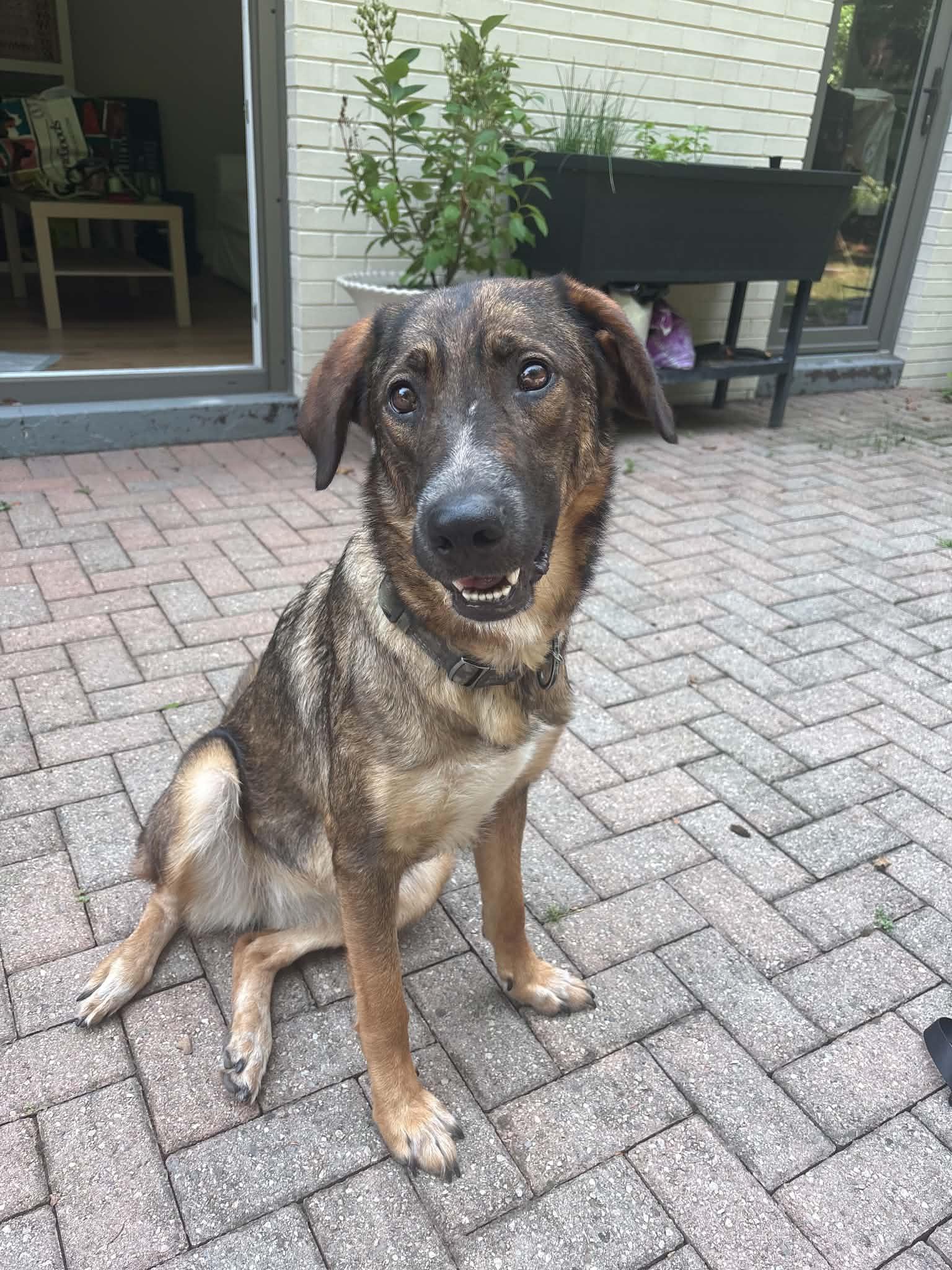 Enlarge Milachi, a Adopted mixed breed in Toronto, ON image 5/6
