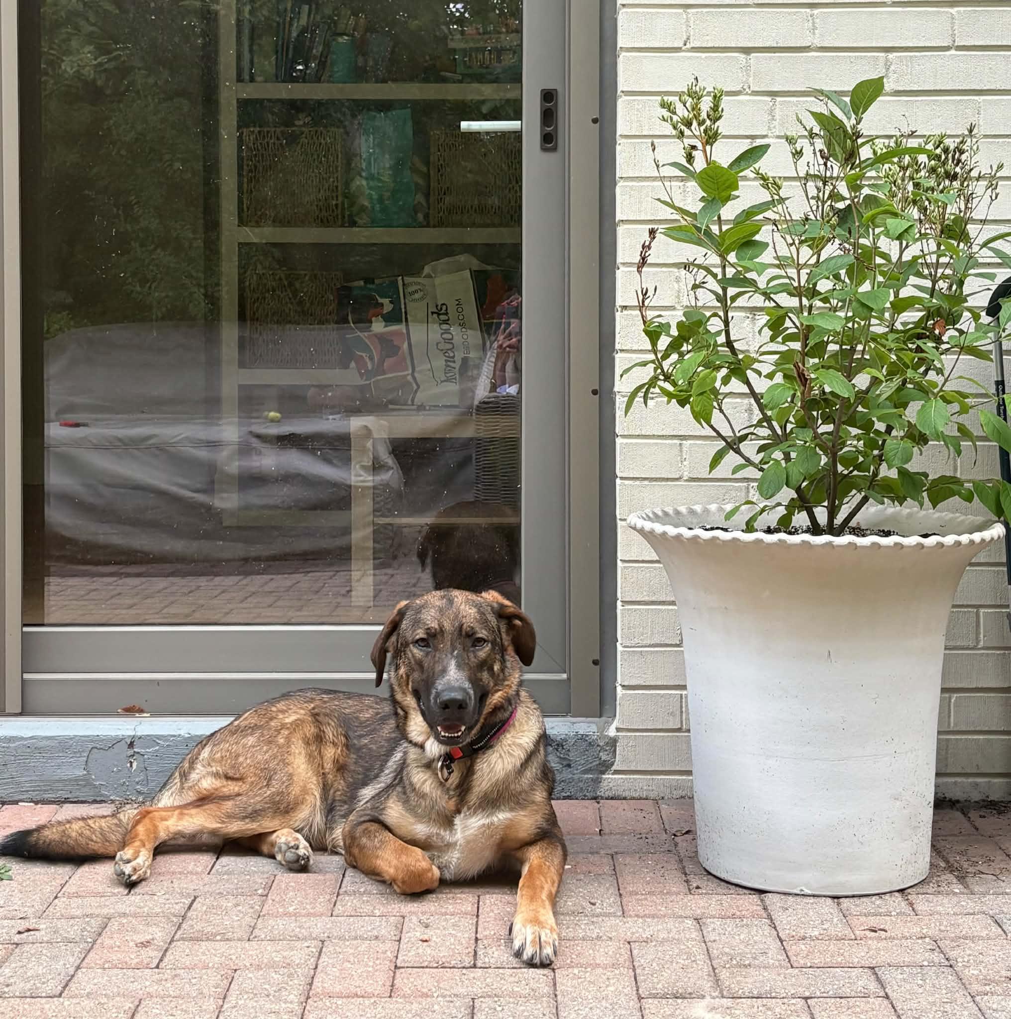 Enlarge Milachi, a Adopted mixed breed in Toronto, ON image 3/6