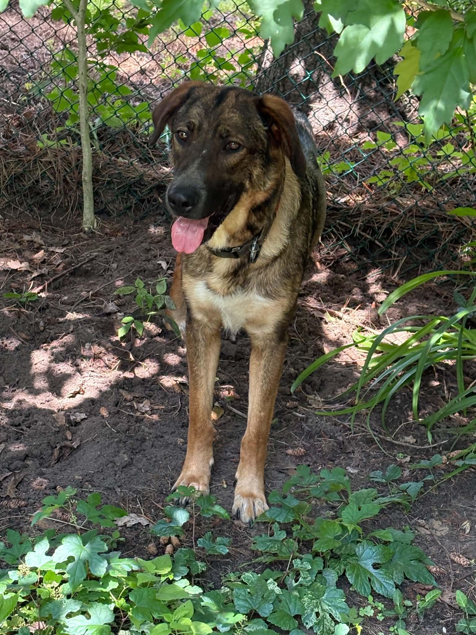 Milachi, Adopted, Young Female German Shepherd Dog.