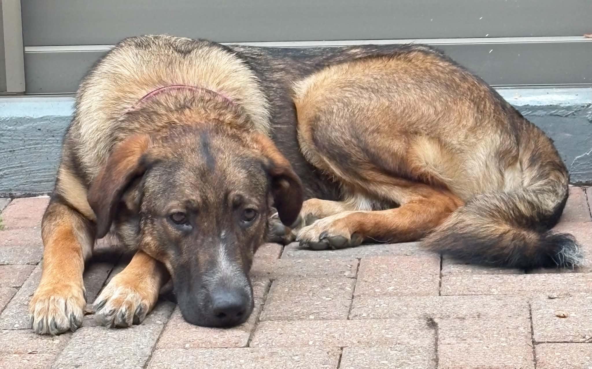 Enlarge Milachi, a Adopted mixed breed in Toronto, ON image 4/6