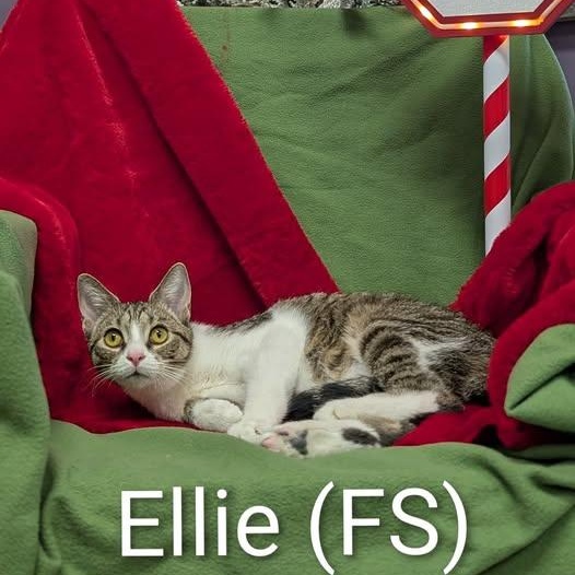 Enlarge Ellie, an adoptable Domestic Short Hair in Mazon, IL image 1/1