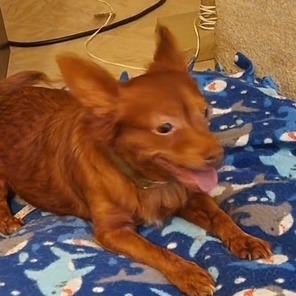 Paco, Adoptable, Adult Male Chihuahua.