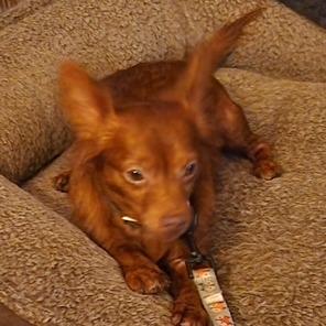 Enlarge Paco, a Adoptable Chihuahua in Raleigh, NC image 2/6