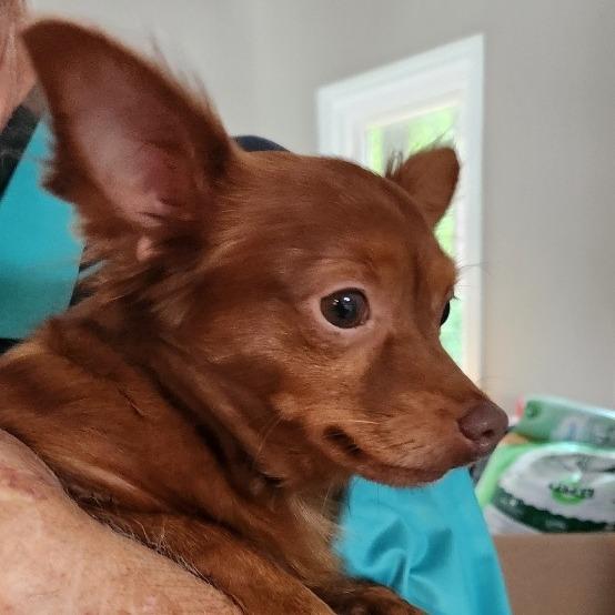 Enlarge Paco, a Adoptable Chihuahua in Raleigh, NC image 3/6