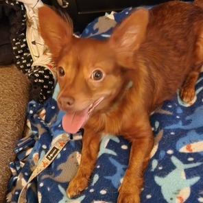 Enlarge Paco, a Adoptable Chihuahua in Raleigh, NC image 5/6