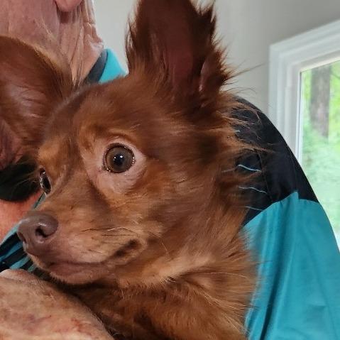 Enlarge Paco, a Adoptable Chihuahua in Raleigh, NC image 6/6