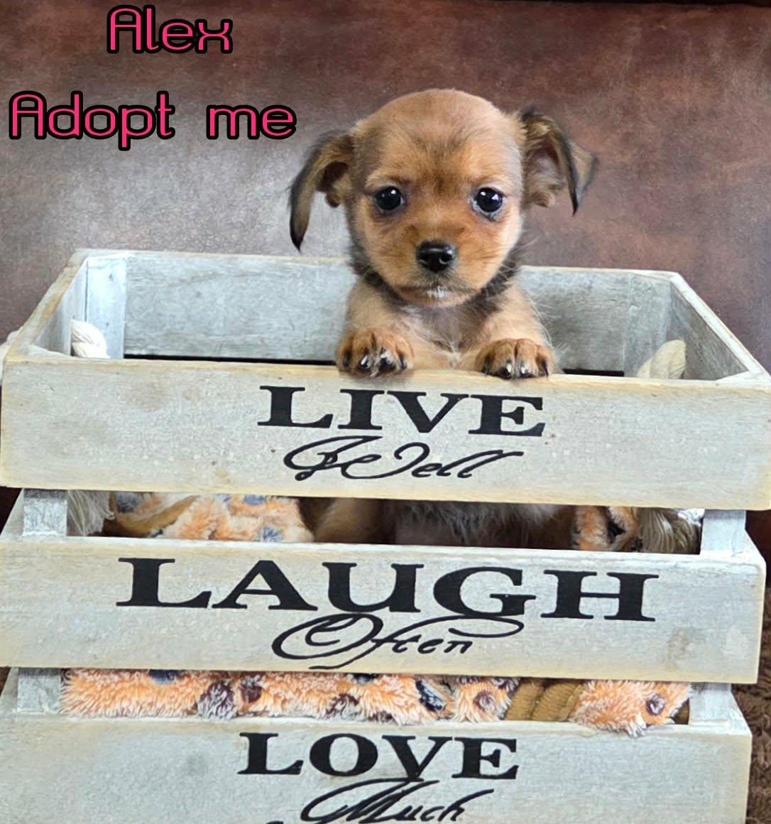 Alex, a ADOPTABLE mixed breed in Grove, OK image 4/4