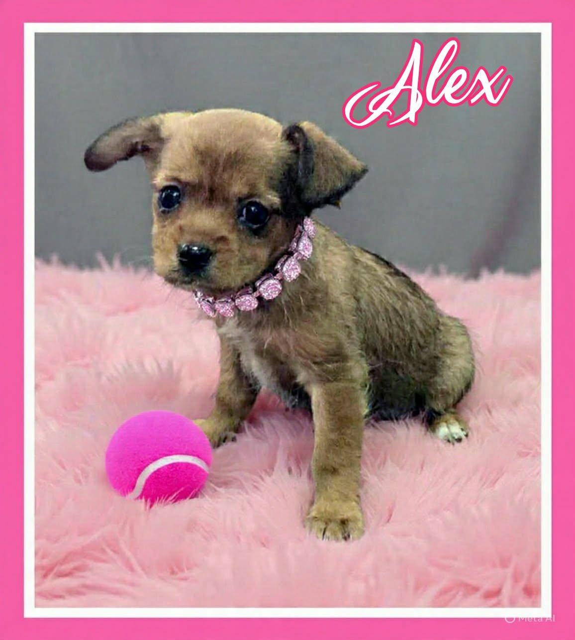Alex, a ADOPTABLE mixed breed in Grove, OK image 3/4