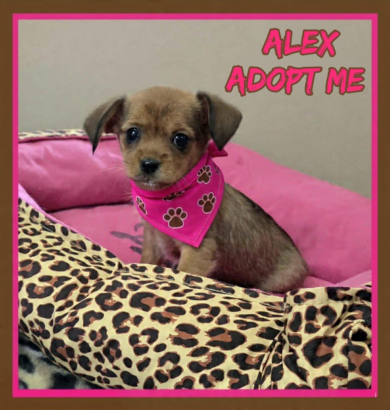Alex, a ADOPTABLE mixed breed in Grove, OK image 2/4