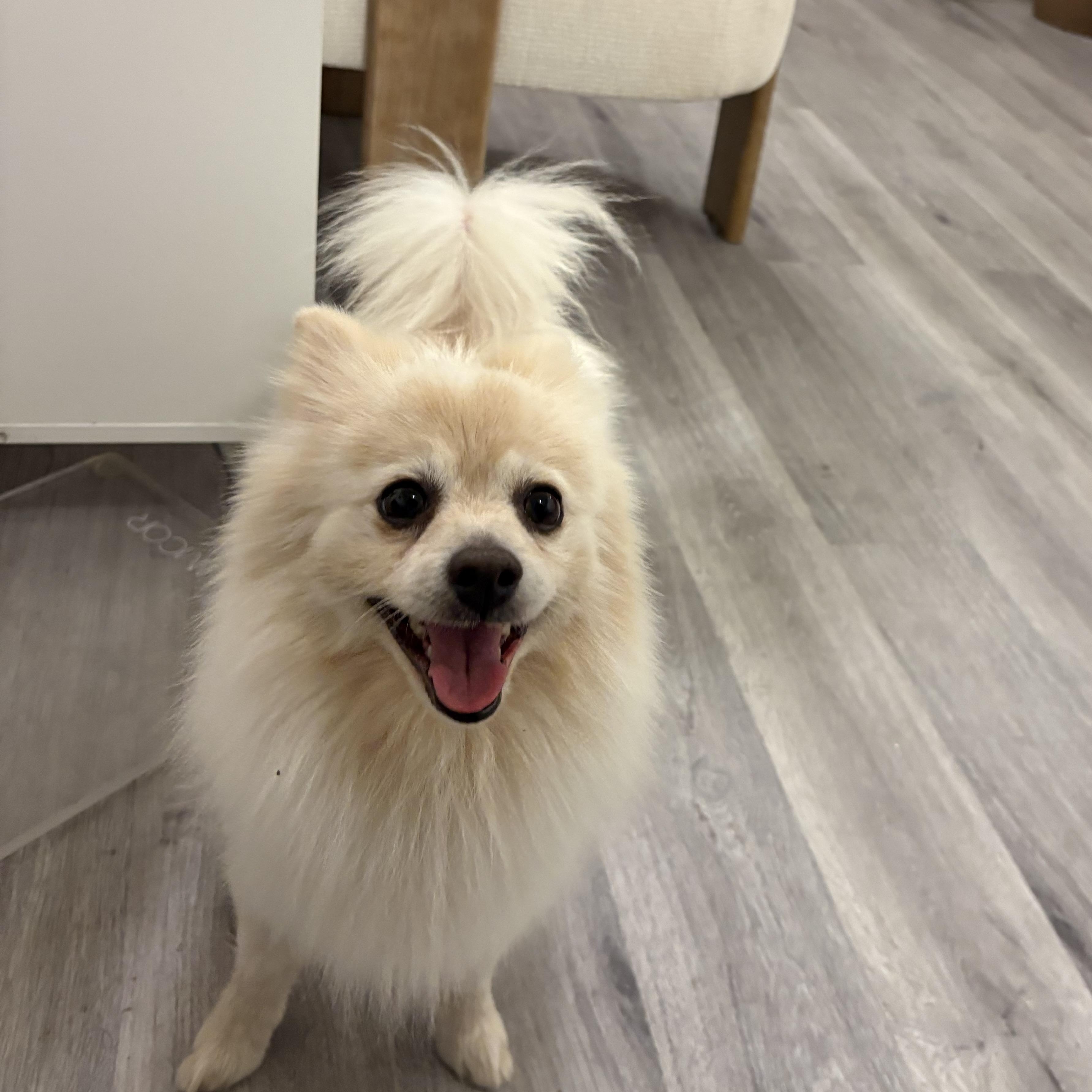 Enlarge Rocco, a Adoptable Pomeranian in Reedley, CA image 4/6