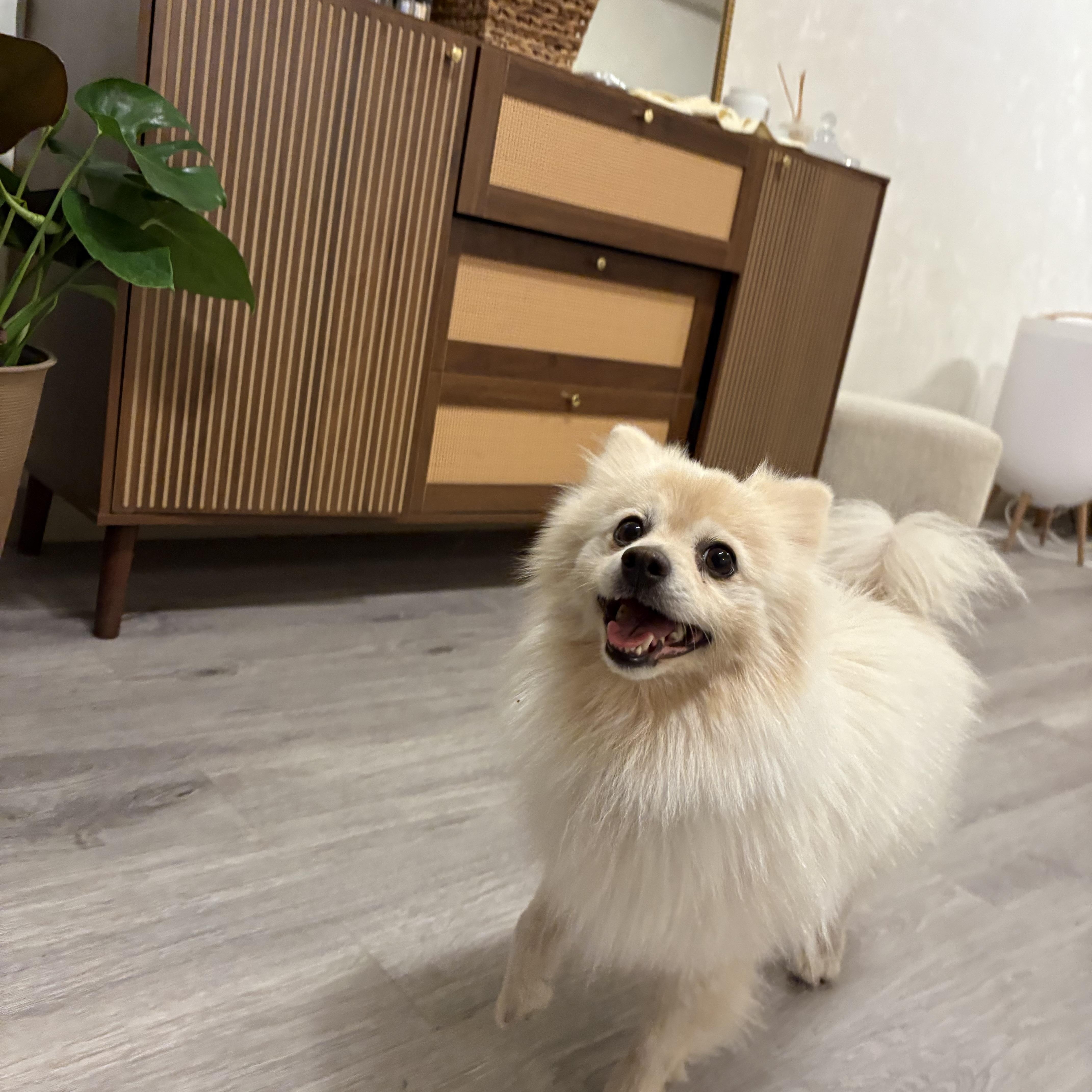 Enlarge Rocco, a Adoptable Pomeranian in Reedley, CA image 2/6