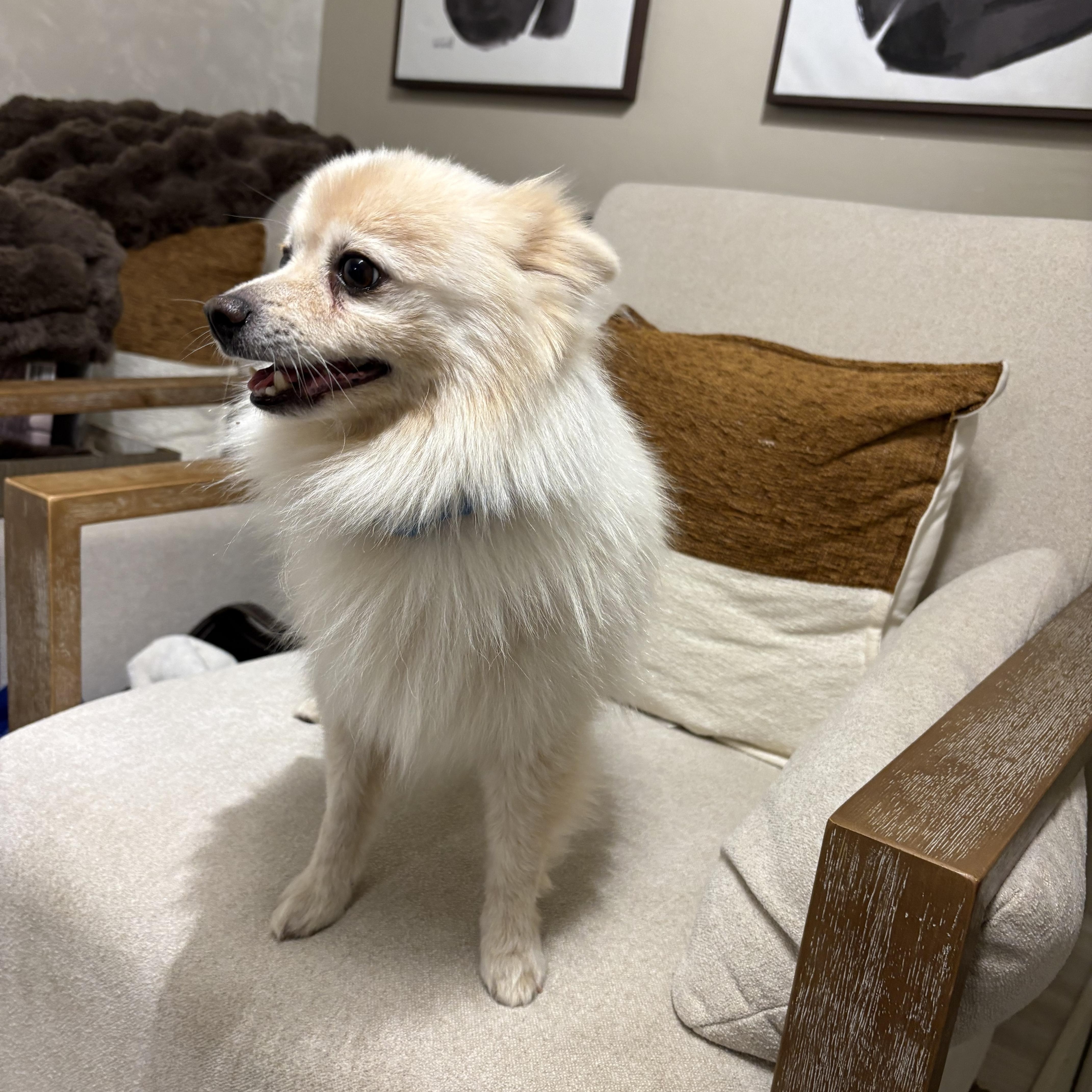 Enlarge Rocco, a Adoptable Pomeranian in Reedley, CA image 6/6