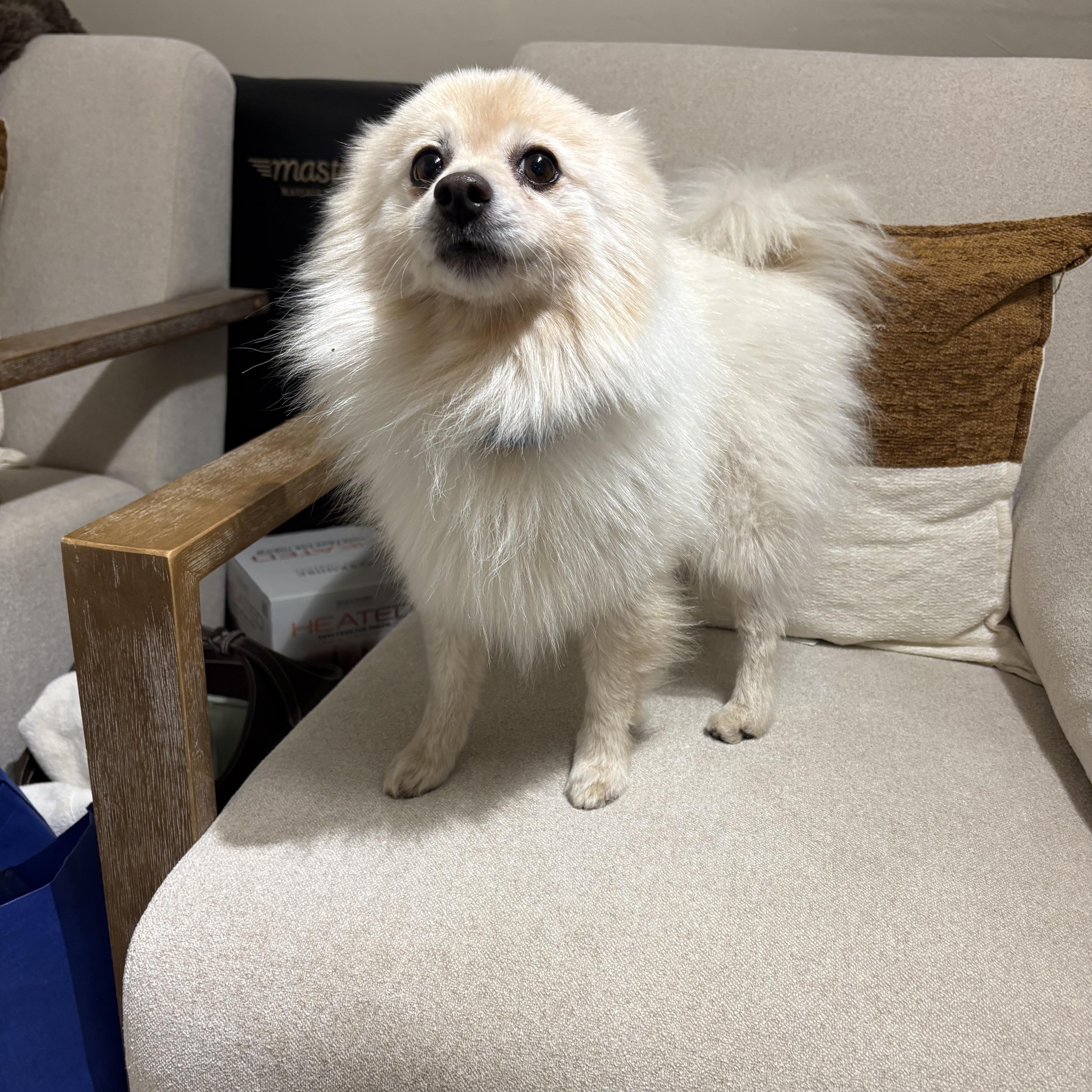 Enlarge Rocco, a Adoptable Pomeranian in Reedley, CA image 5/6