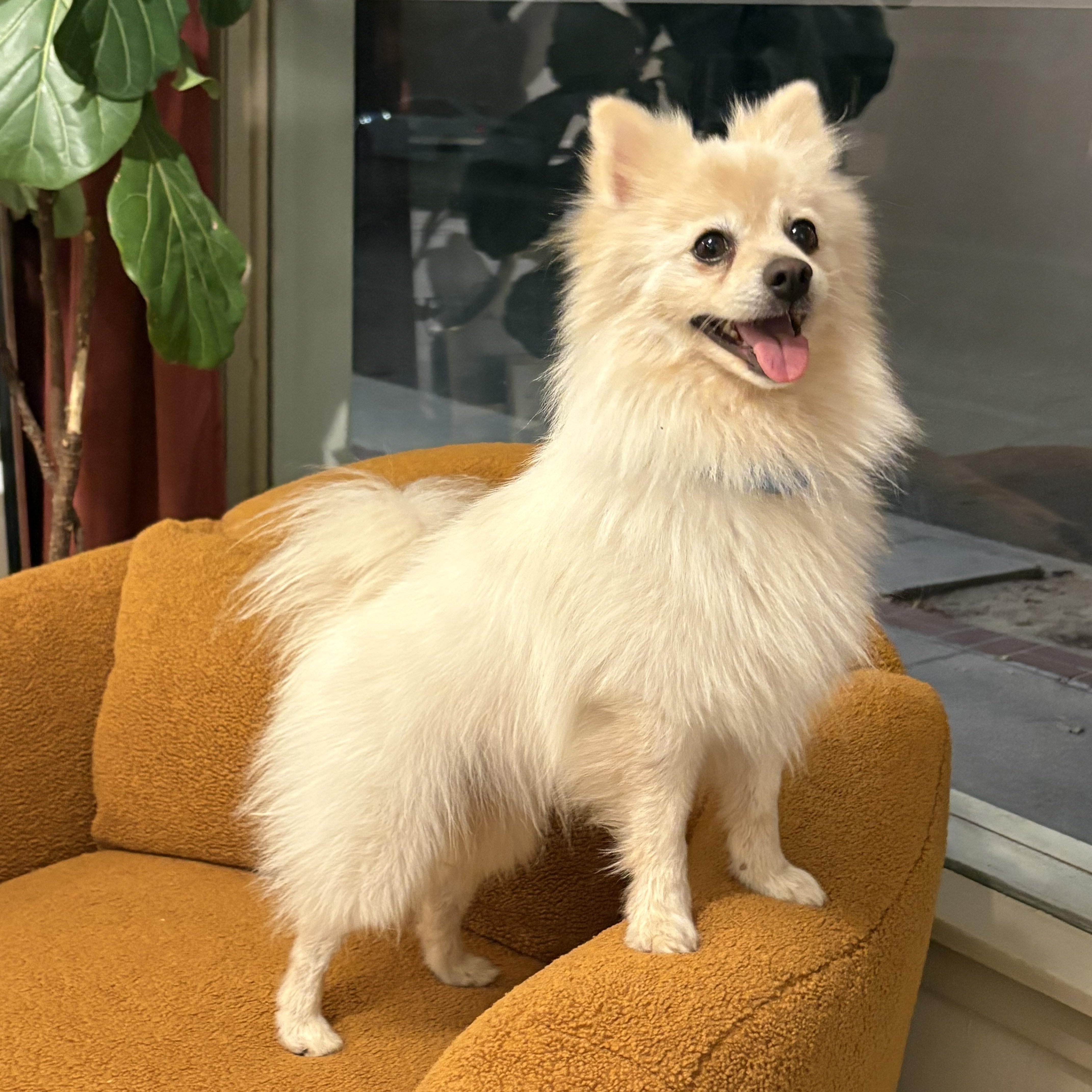 Enlarge Rocco, a Adoptable Pomeranian in Reedley, CA image 3/6