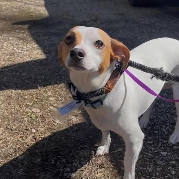 Enlarge Rambo, a Adoptable mixed breed in Mundelein, IL image 1/1
