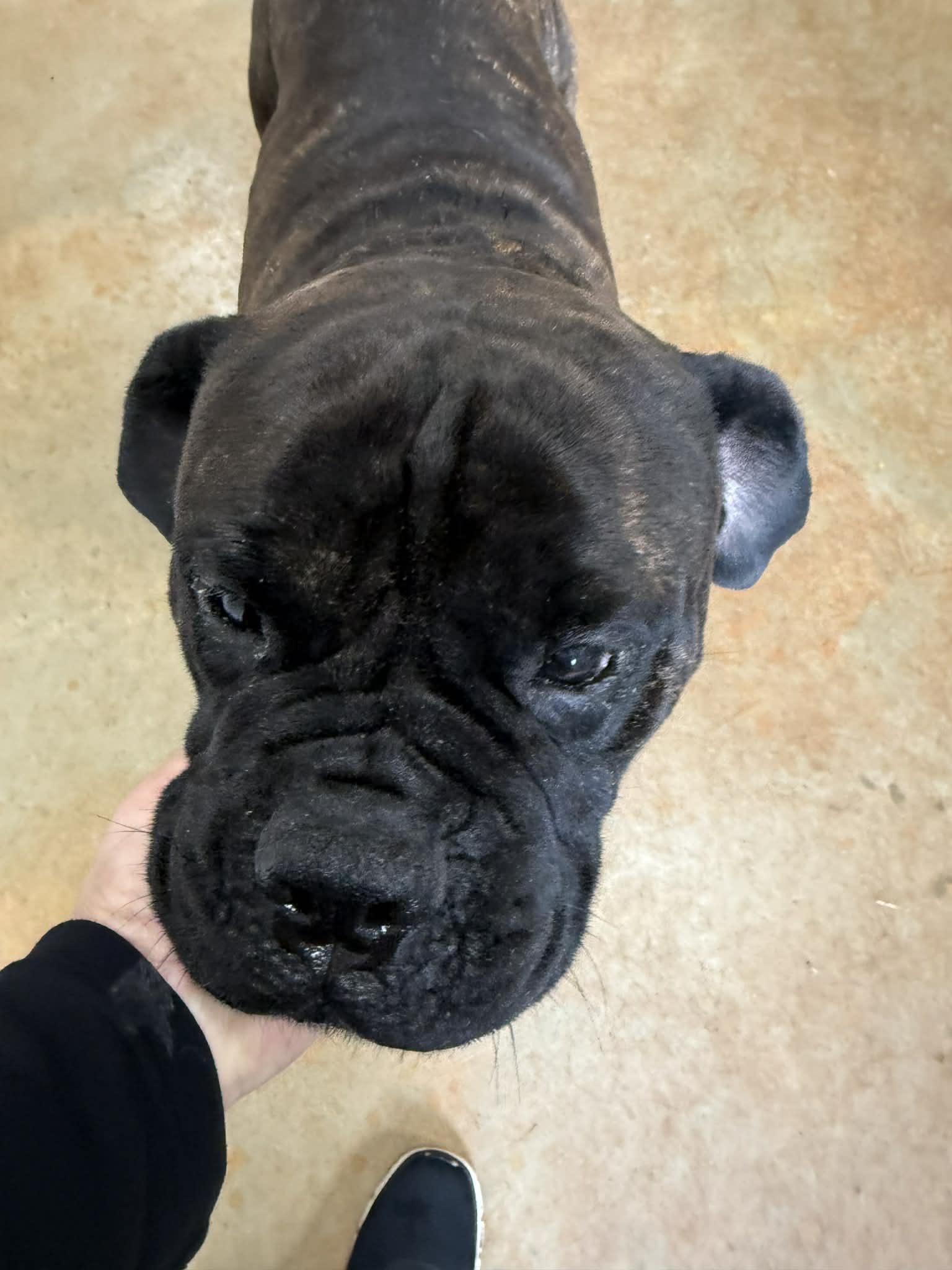 Enlarge Gracie - GA, an adopted Bullmastiff in Templeton, MA image 1/4