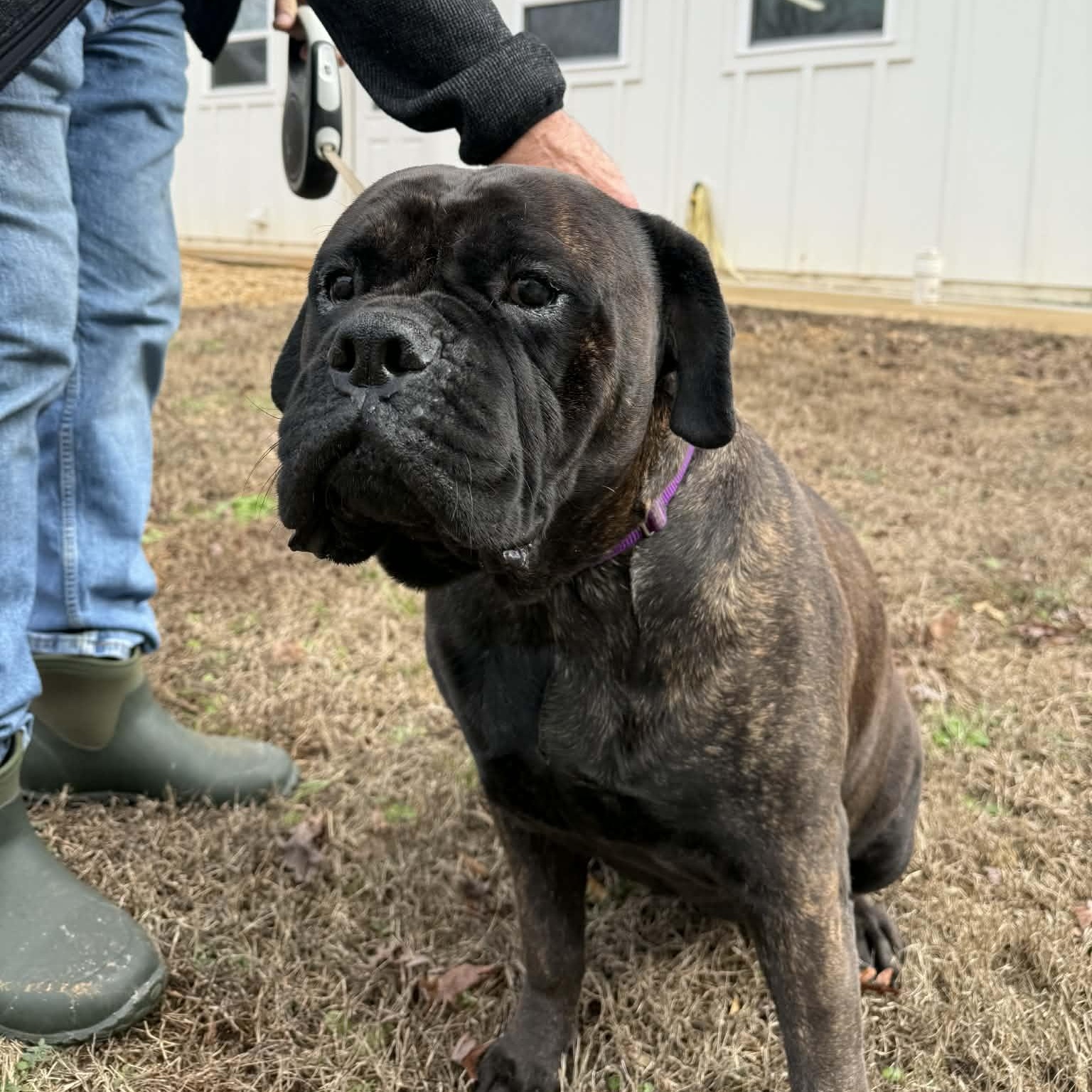 Enlarge Gracie - GA, an adopted Bullmastiff in Templeton, MA image 2/4