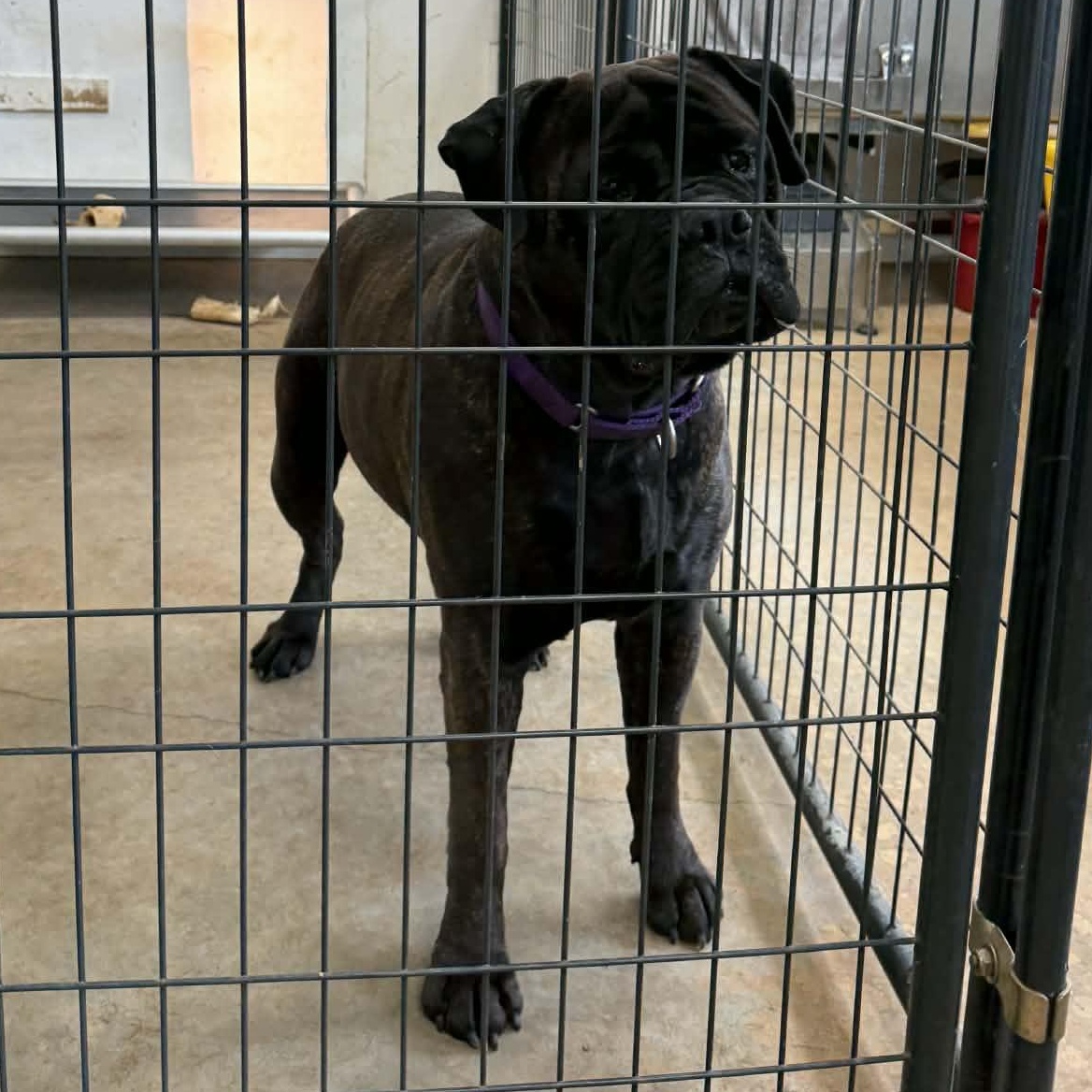 Enlarge Gracie - GA, an adopted Bullmastiff in Templeton, MA image 4/4