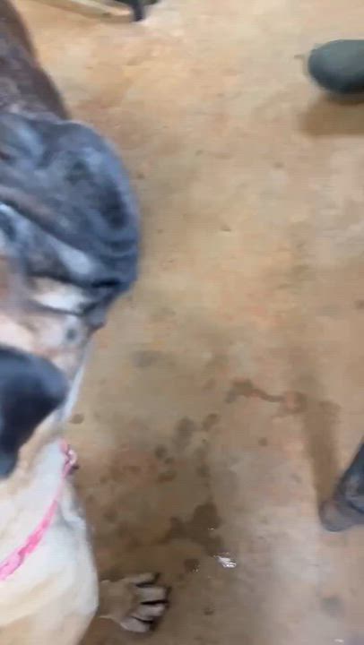 Enlarge Gracie - GA, an adopted Bullmastiff in Templeton, MA video 3/4