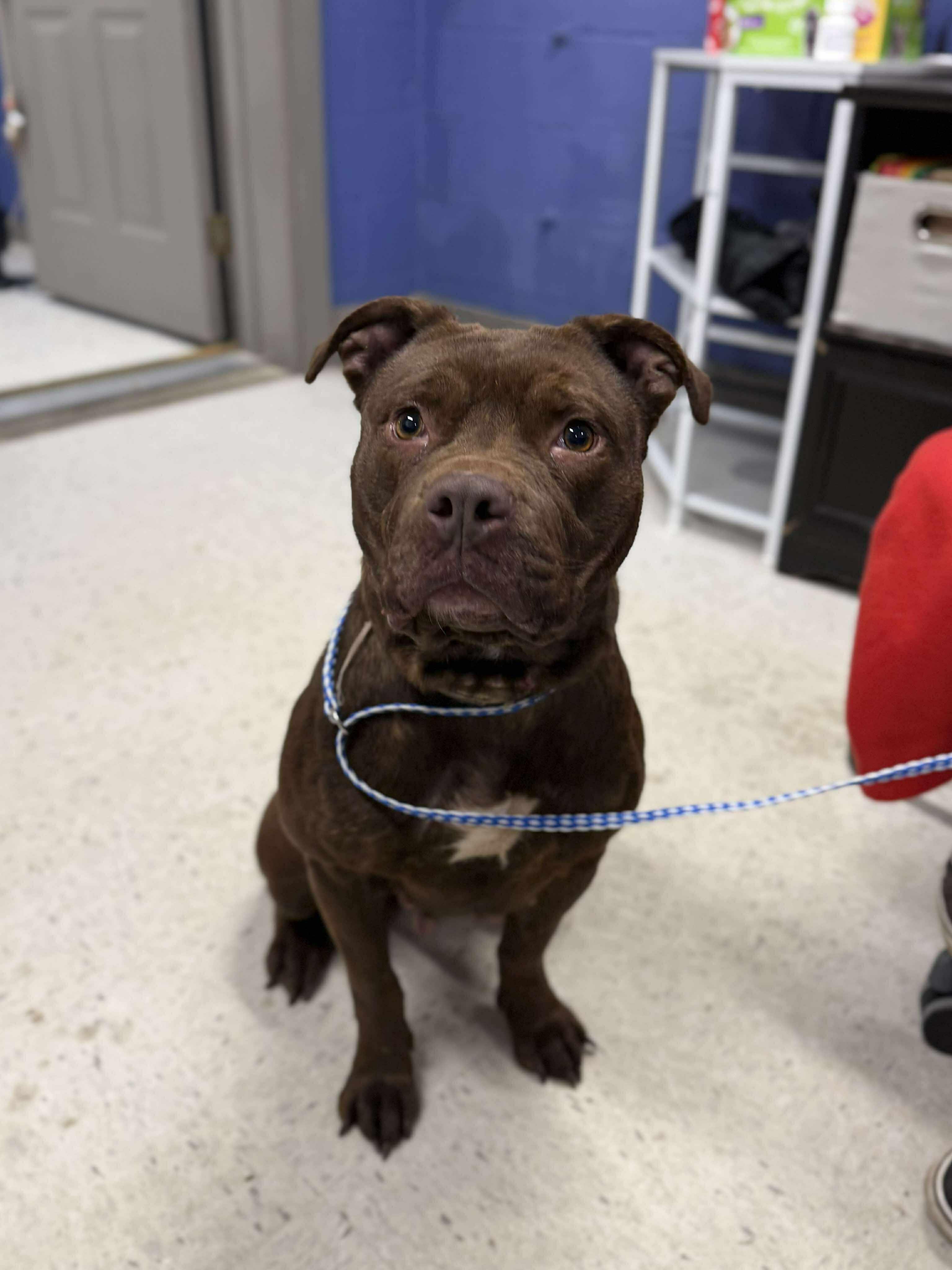 Enlarge Dorky Dora, a ADOPTABLE mixed breed in Leitchfield, KY image 1/2