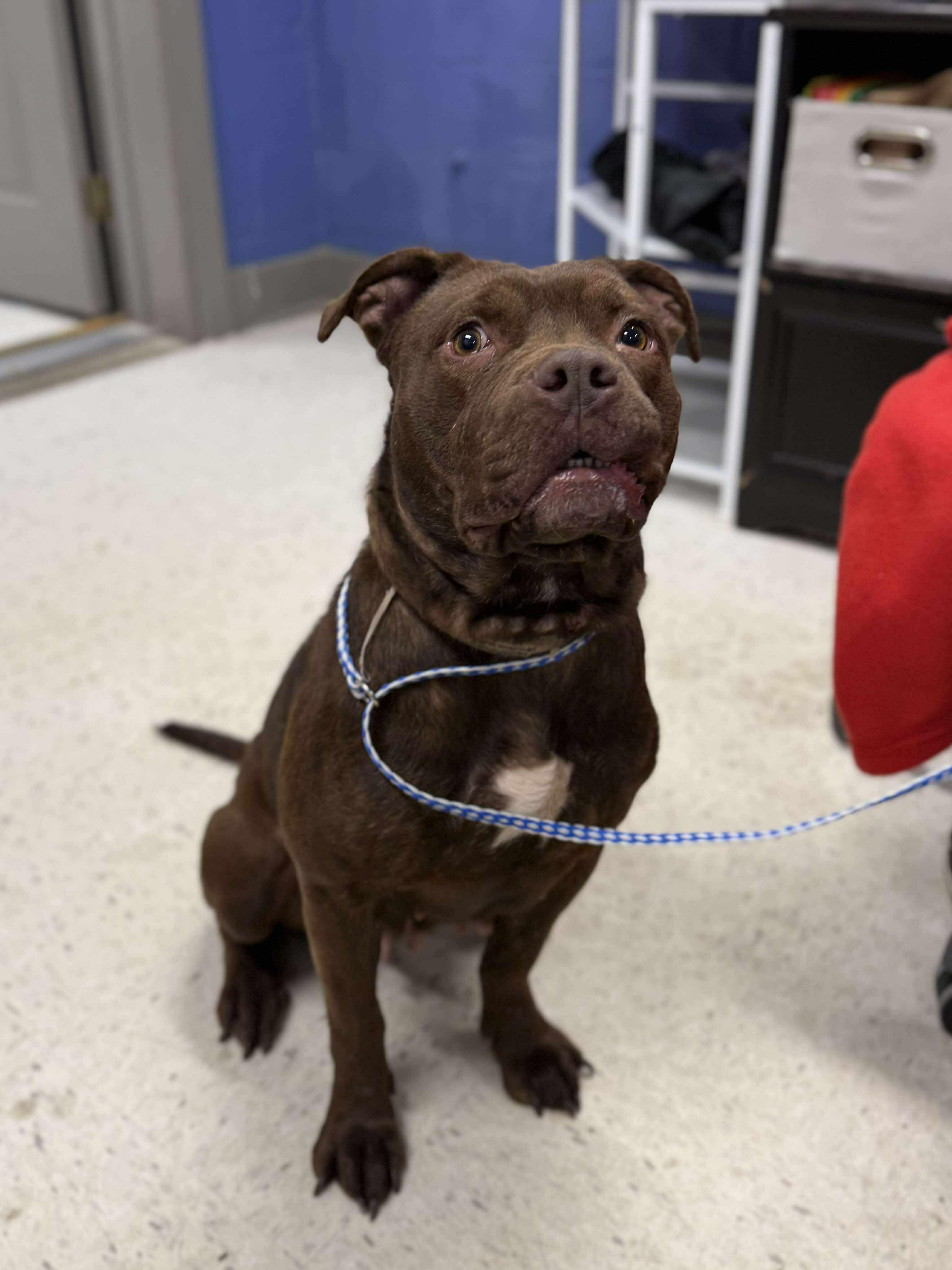 Enlarge Dorky Dora, a ADOPTABLE mixed breed in Leitchfield, KY image 2/2