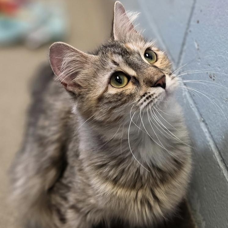 Winnie & Lucy, a Adoptable mixed breed in Smithtown, NY image 2/2