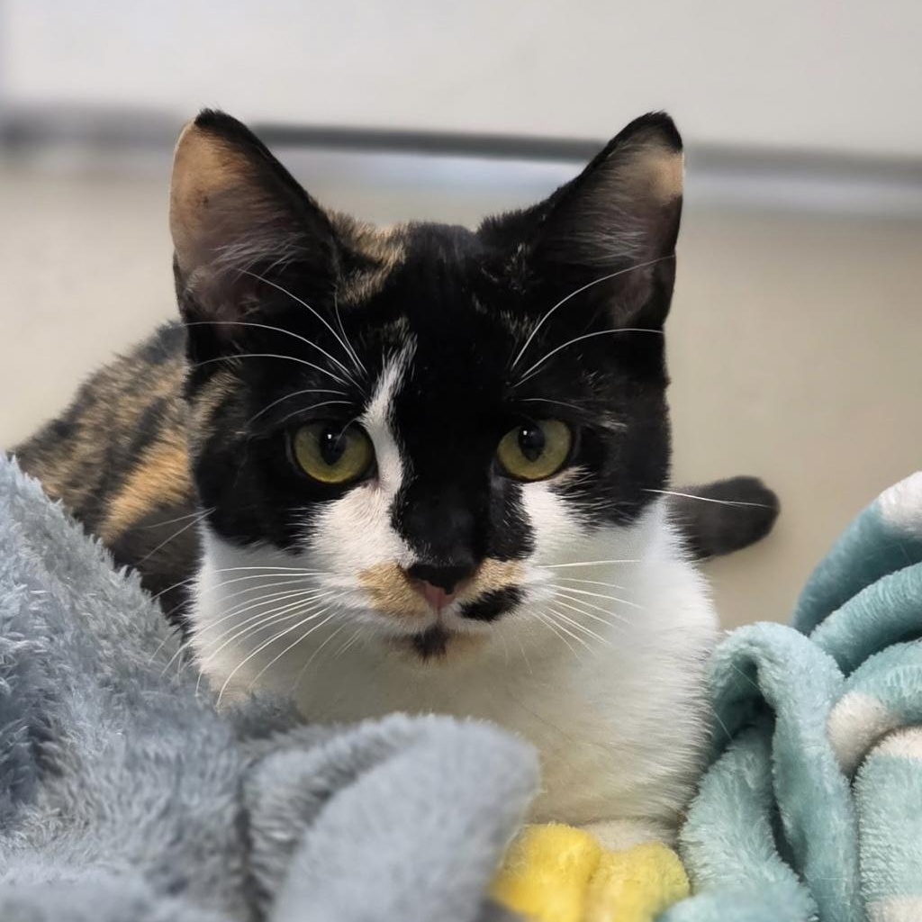 Winnie, Cassie & Lucy