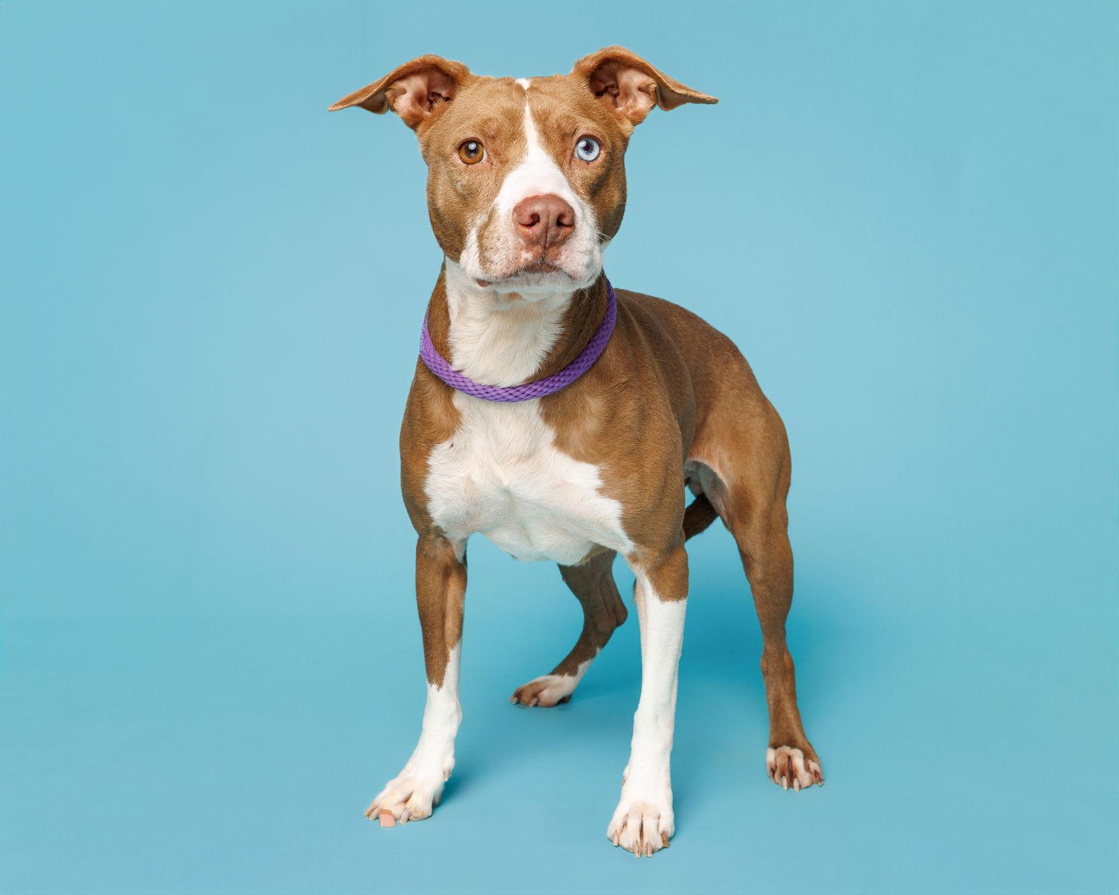 Enlarge Yoohoo, a Adopted Mixed Breed in Durham, NC image 1/1