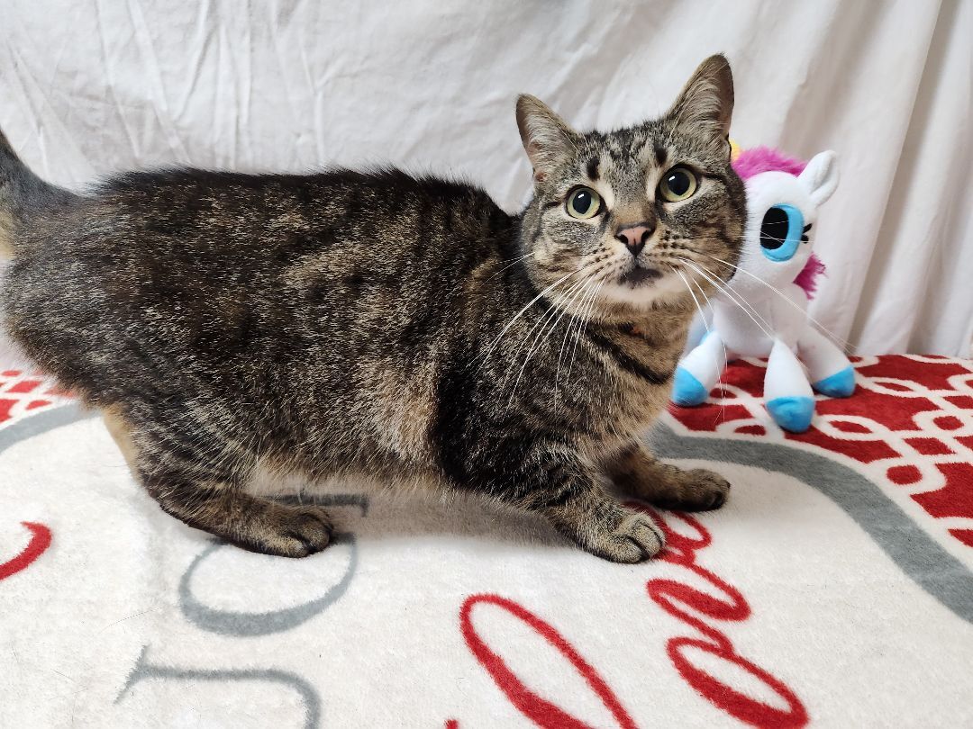 Scribbles, a Adoptable Domestic Short Hair in Hawk Point, MO image 1/12