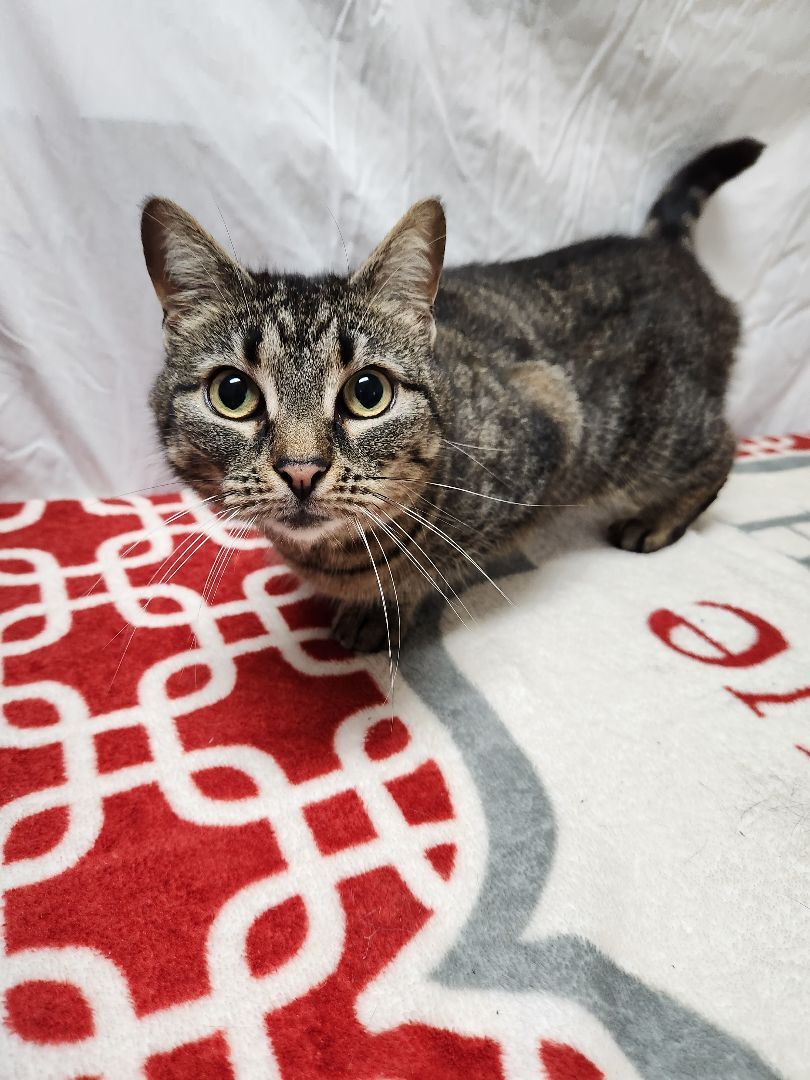 Scribbles, a Adoptable Domestic Short Hair in Hawk Point, MO image 2/12