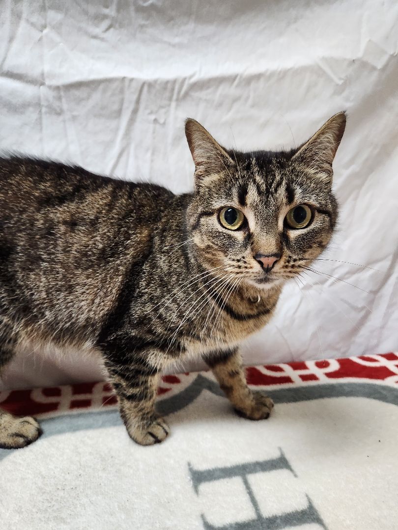 Scribbles, a Adoptable Domestic Short Hair in Hawk Point, MO image 3/12
