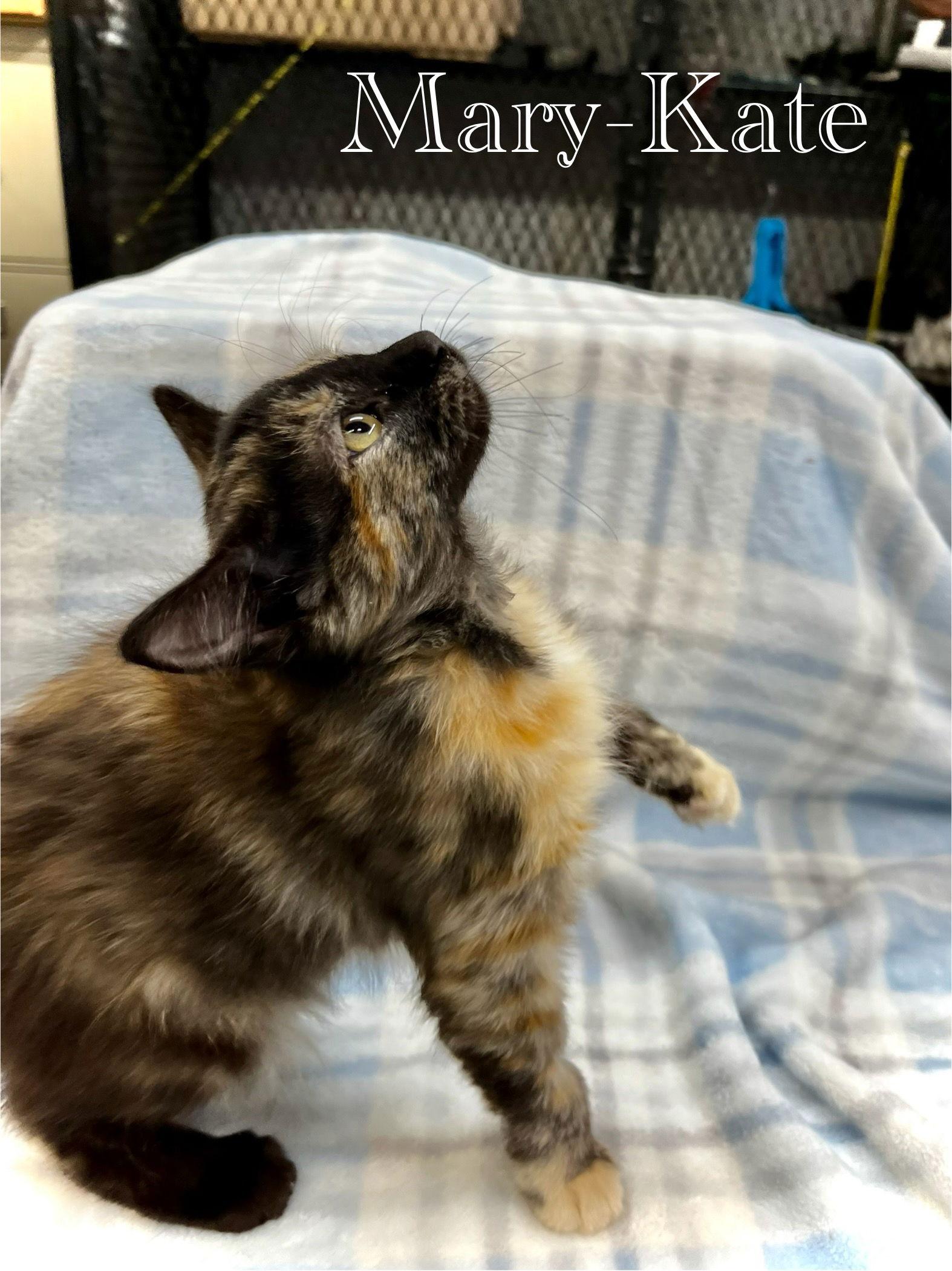 Mary-Kate, Adopted, Kitten Female Domestic Medium Hair.