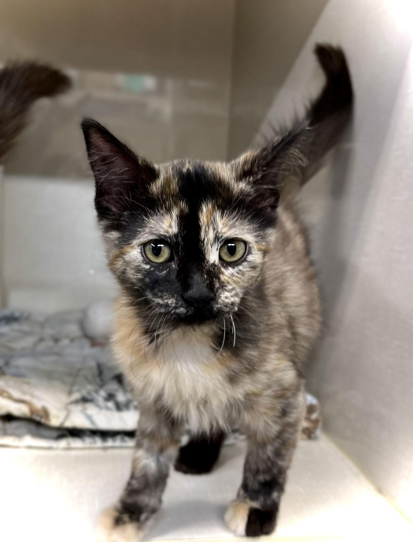 Mary-Kate, a Adopted Domestic Medium Hair in Estherville, IA image 2/3