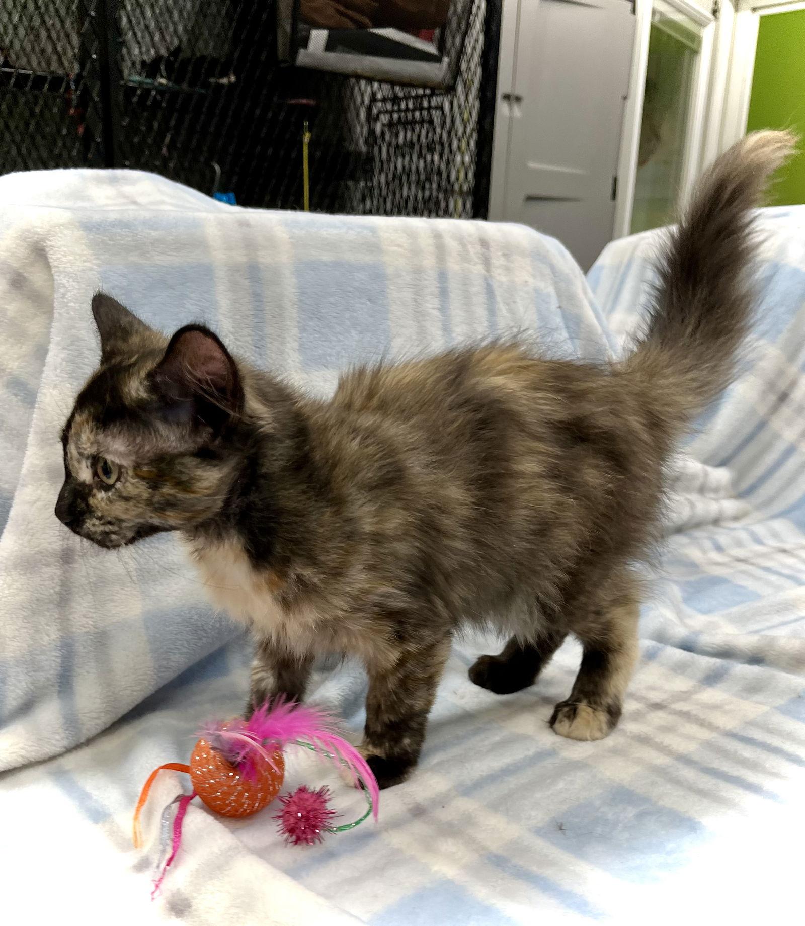 Mary-Kate, a Adopted Domestic Medium Hair in Estherville, IA image 3/3