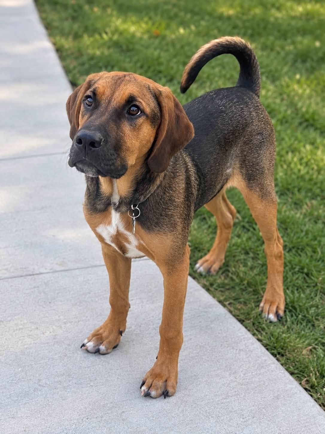 Timmy, Adoptable, Young Male Hound.