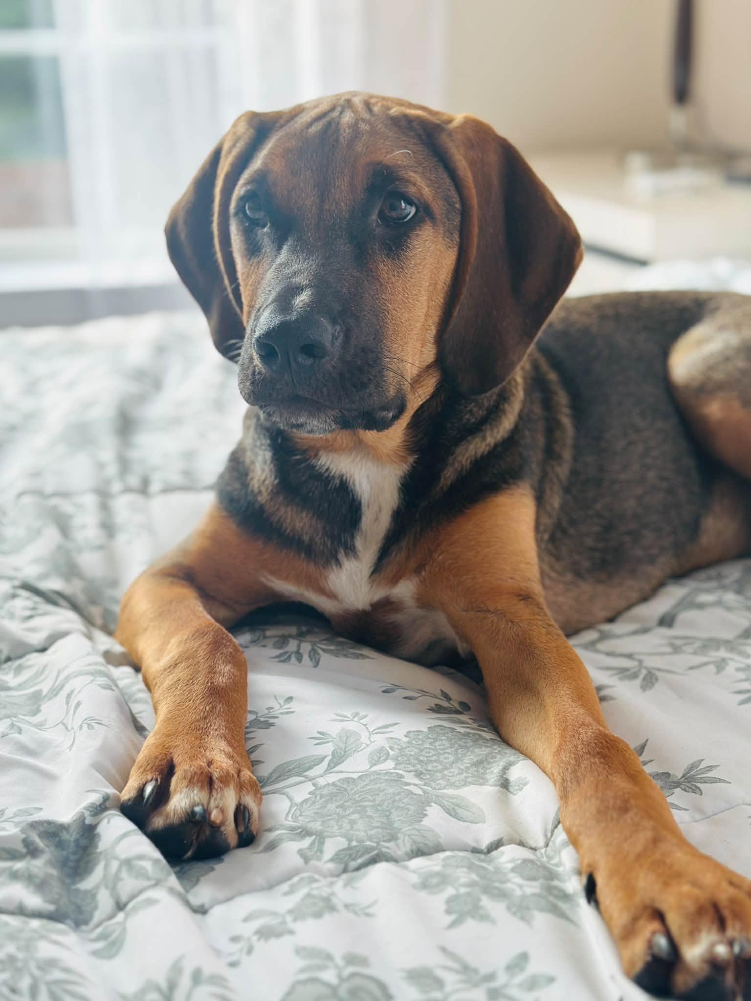 Enlarge Timmy, a Adoptable Hound in Greenville, SC image 2/3