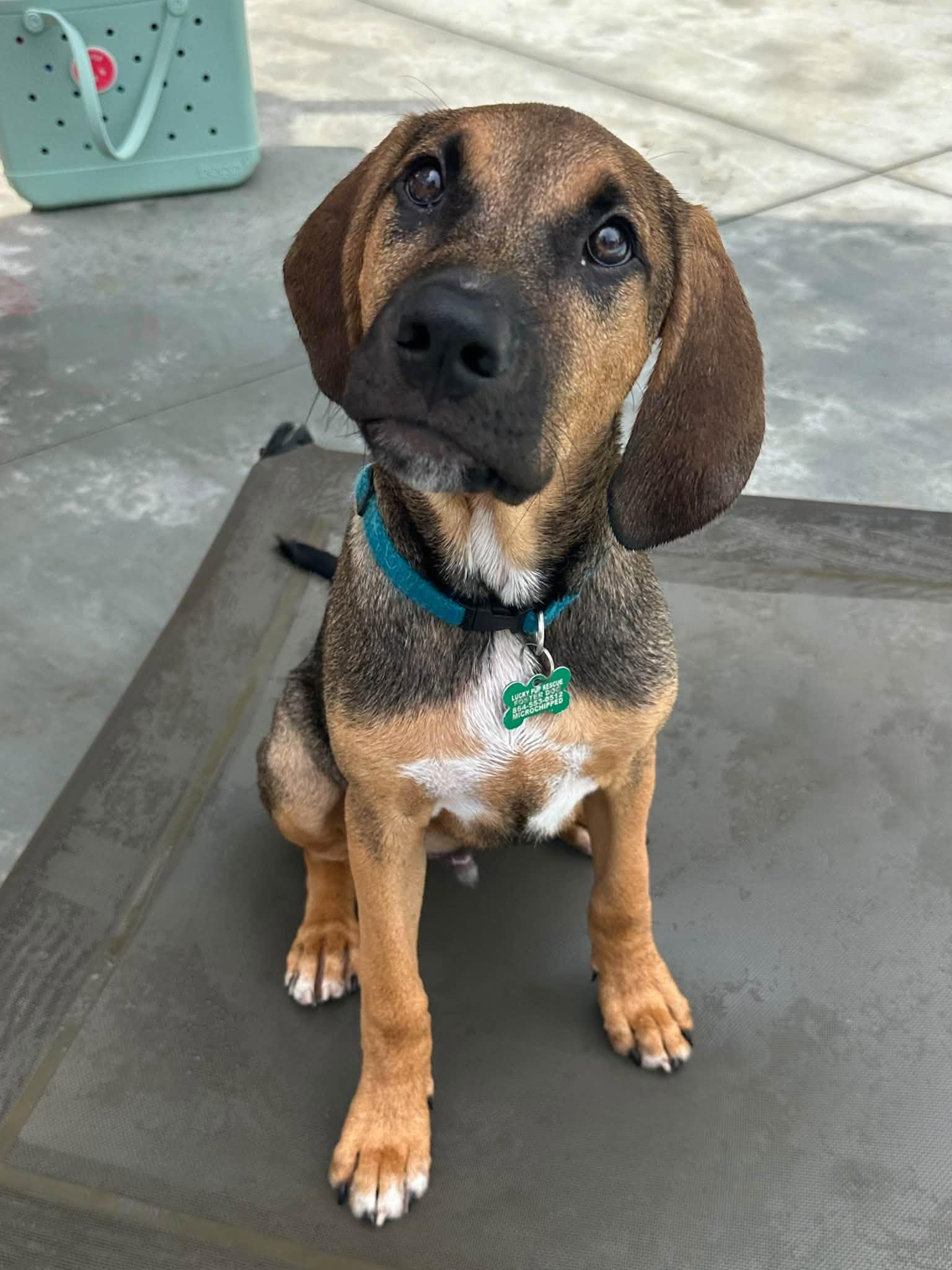 Enlarge Timmy, a Adoptable Hound in Greenville, SC image 3/3