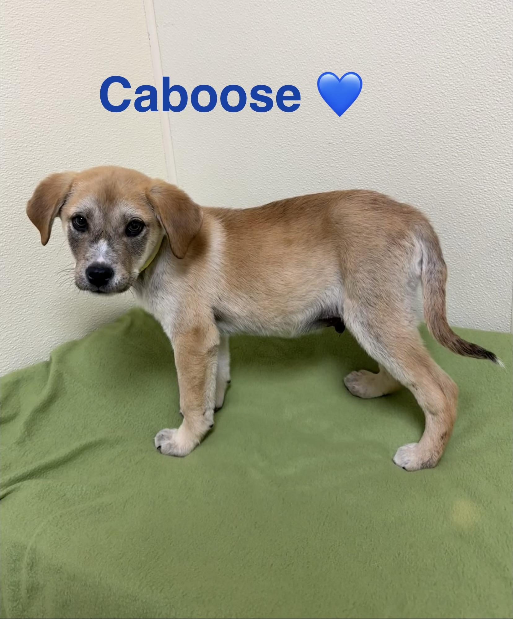 Caboose, a ADOPTABLE mixed breed in Douglas, MA image 3/5