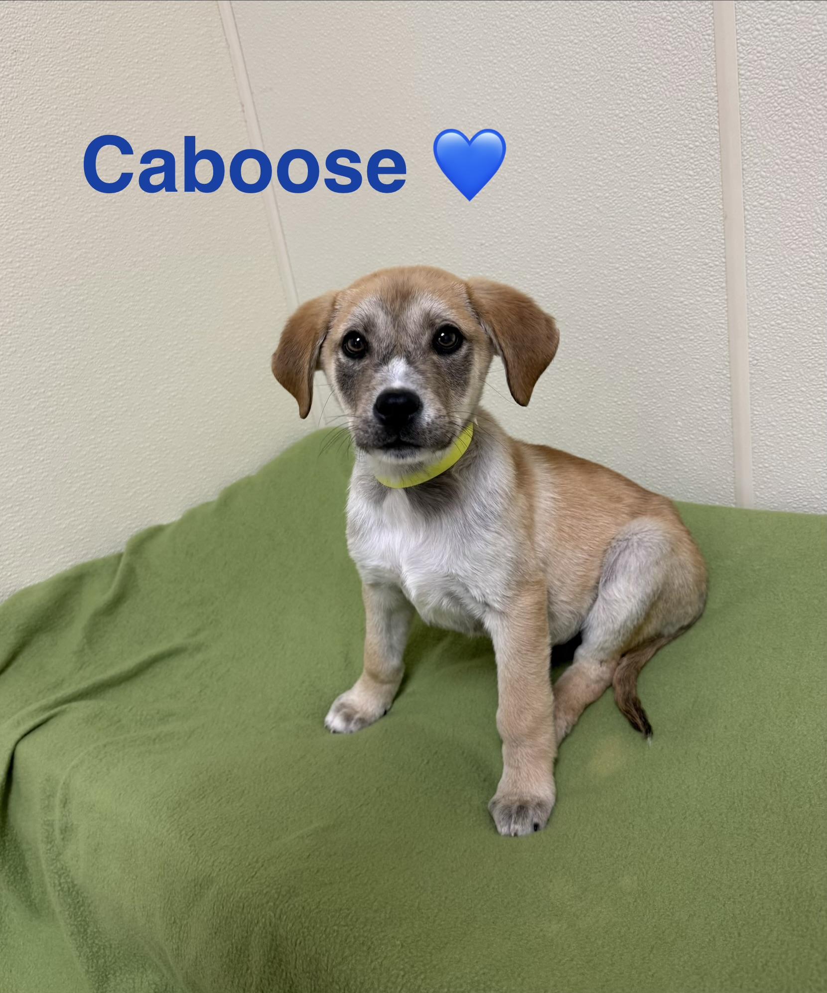 Caboose, a ADOPTABLE mixed breed in Douglas, MA image 4/5