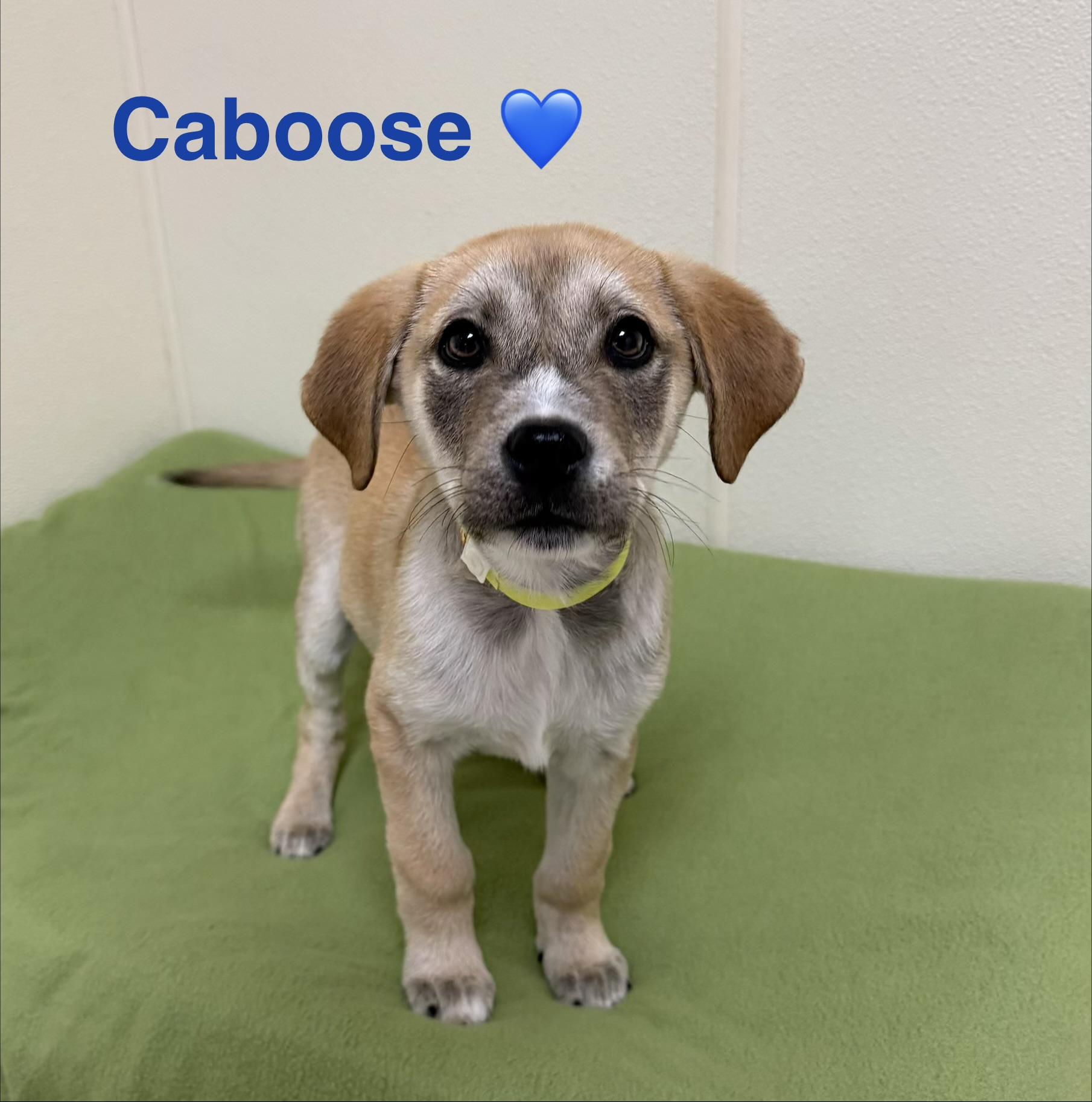 Caboose, ADOPTABLE, Puppy Male Shepherd.