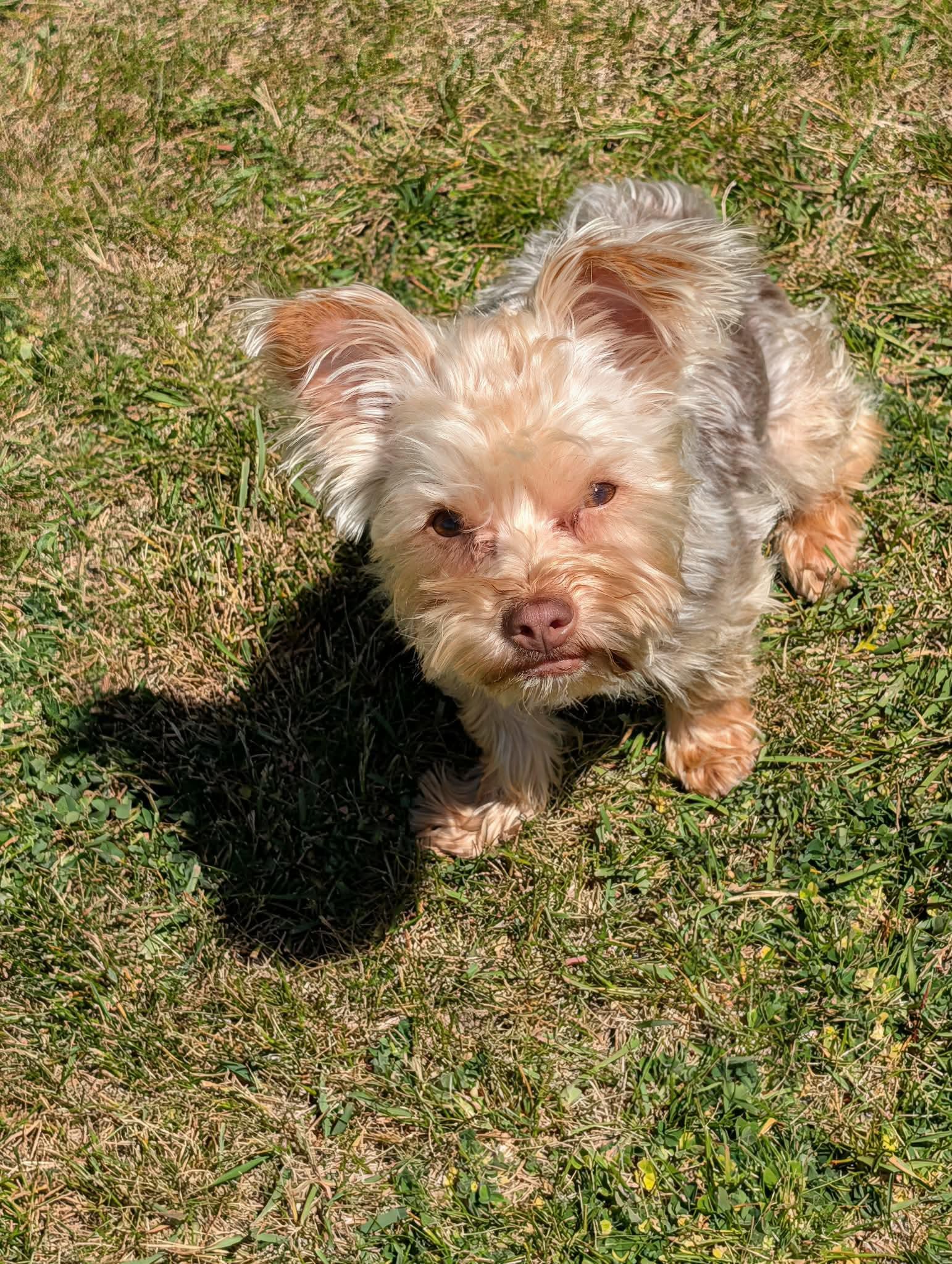 Jack, an adopted mixed breed in Whitewater, WI image 5/6
