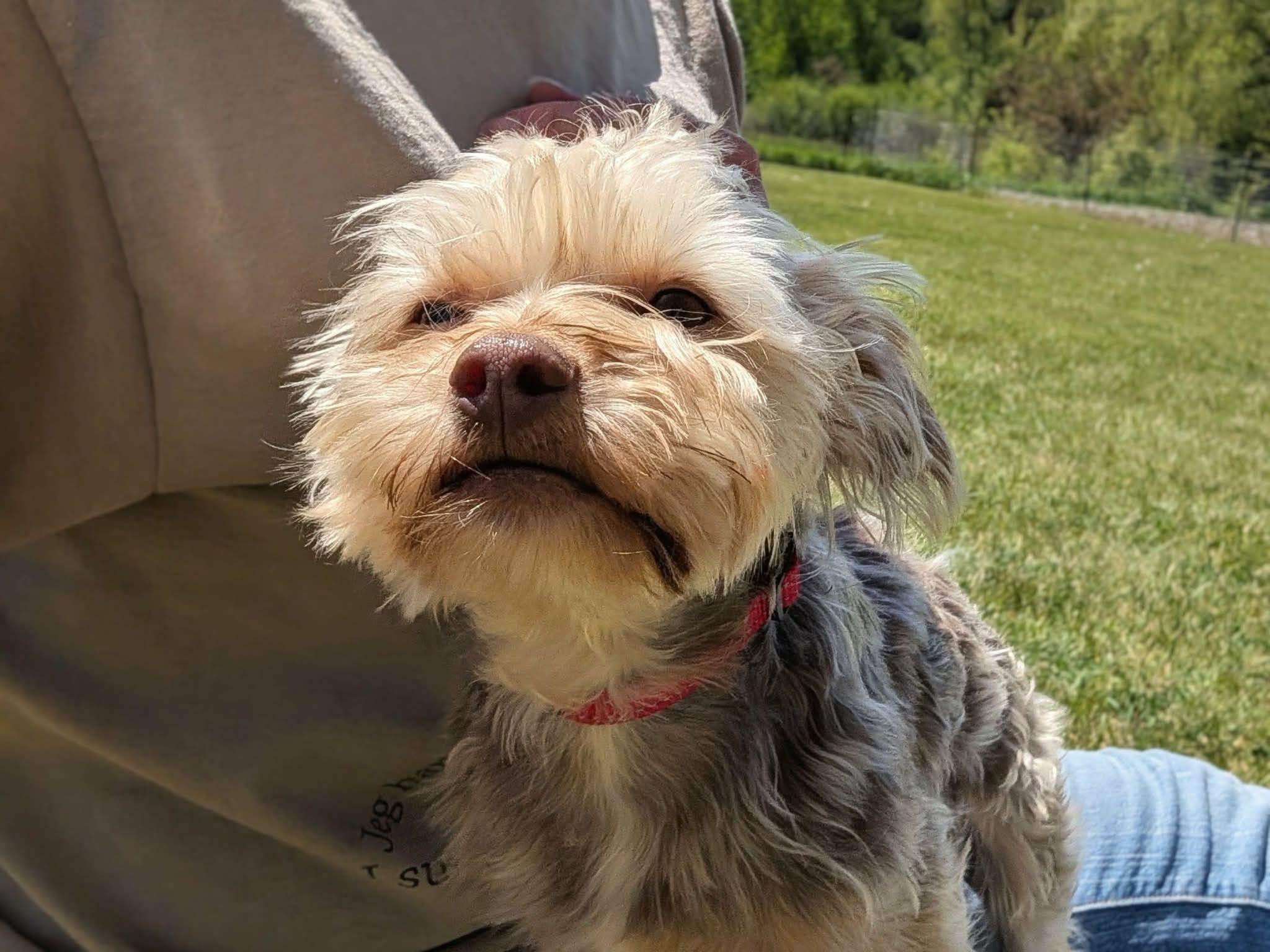 Jack, an adopted mixed breed in Whitewater, WI image 1/6