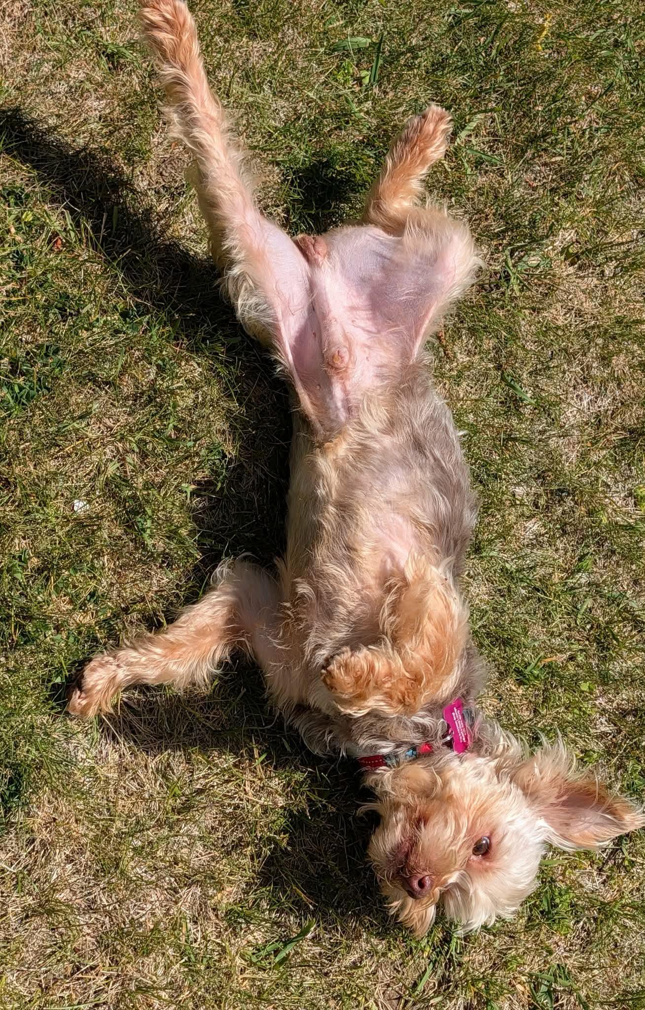 Jack, an adopted mixed breed in Whitewater, WI image 6/6