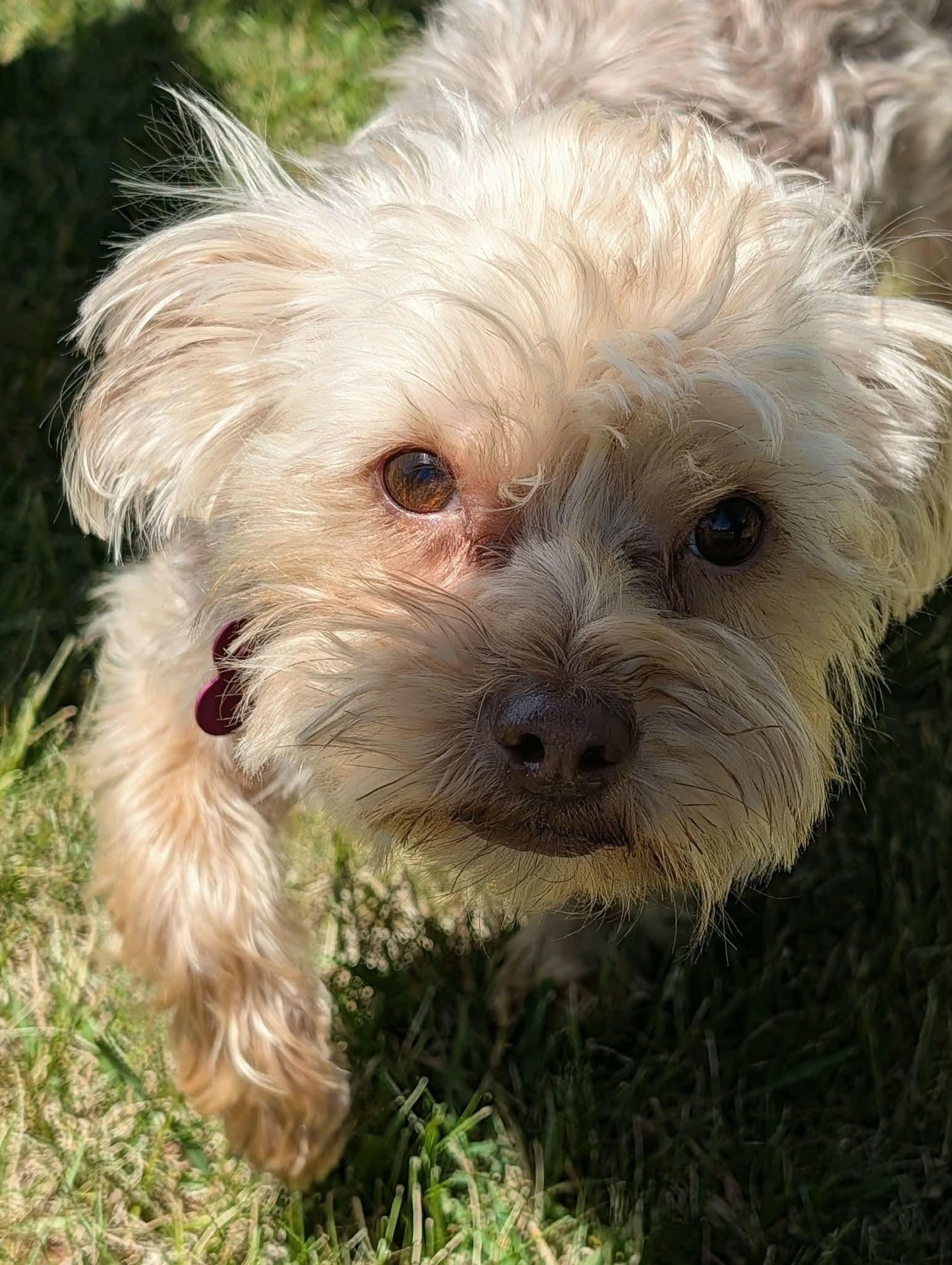 Jack, an adopted mixed breed in Whitewater, WI image 2/6