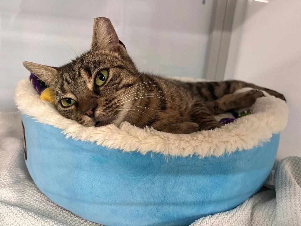 Rattlesnack, Adoptable, Young Female Domestic Short Hair.