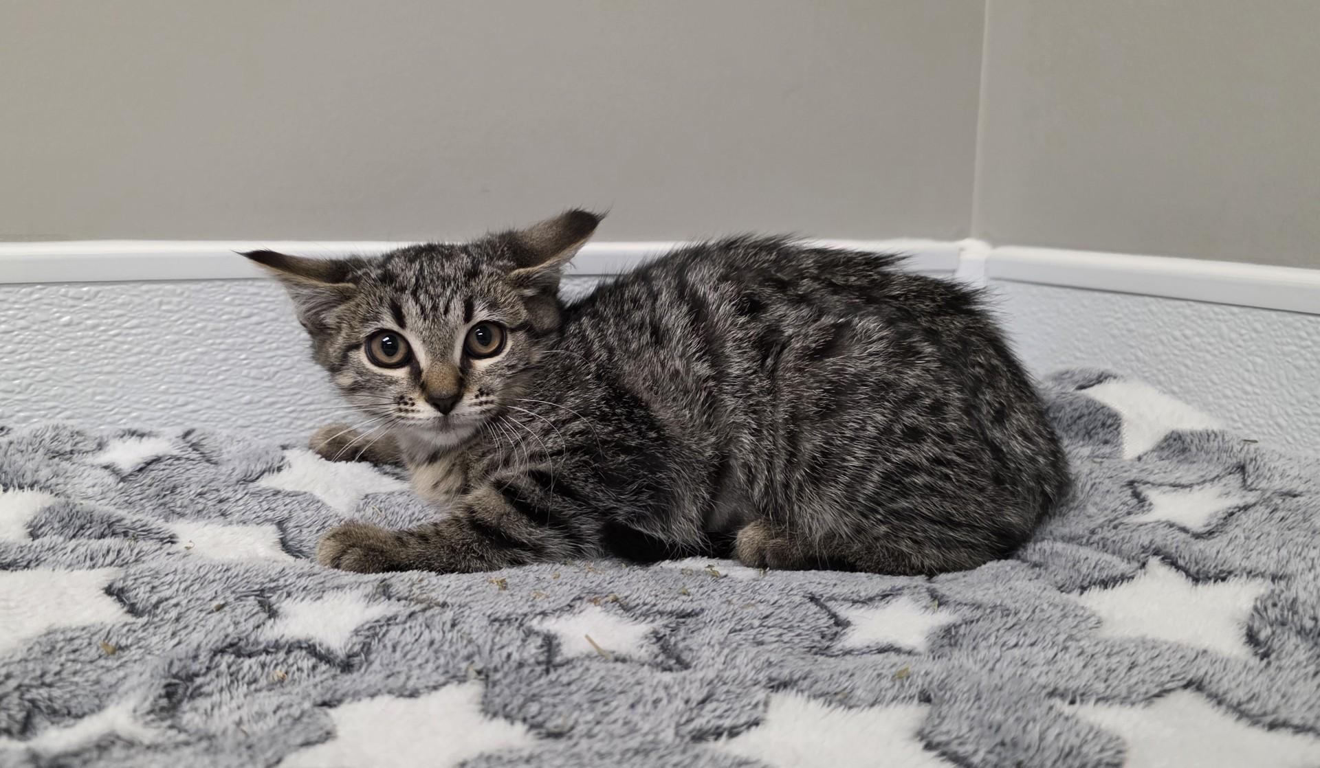 Fruity Pebbles, ADOPTABLE, Kitten Female Domestic Short Hair.