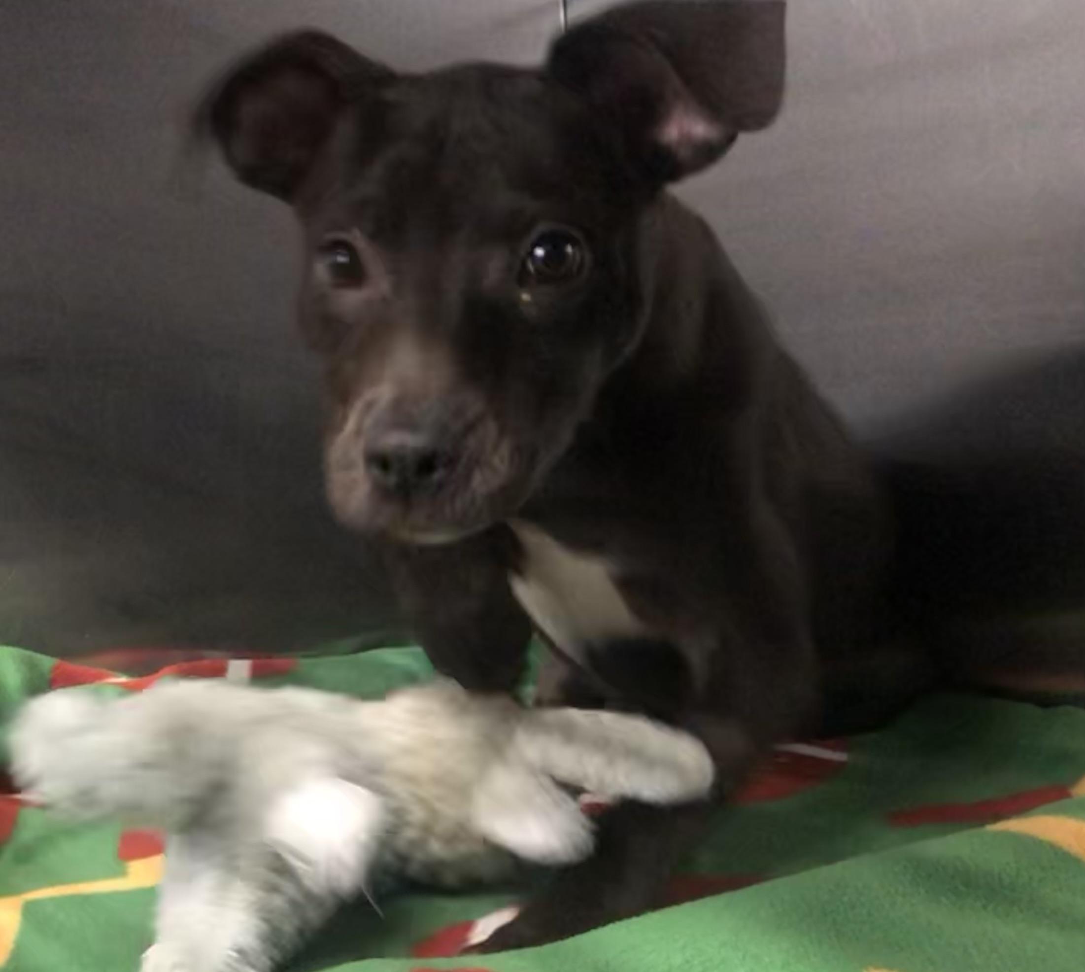 Fiona, Adoptable, Puppy Female Mixed Breed.