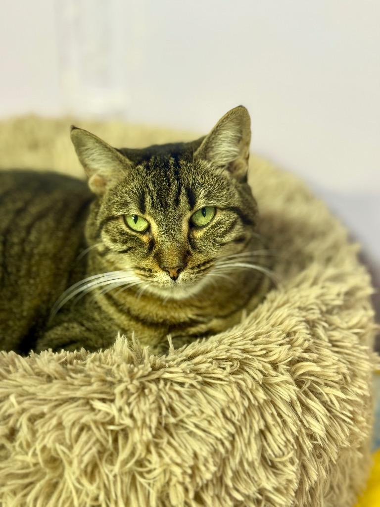 Harper, a Adoptable mixed breed in Fort Lauderdale, FL image 1/5